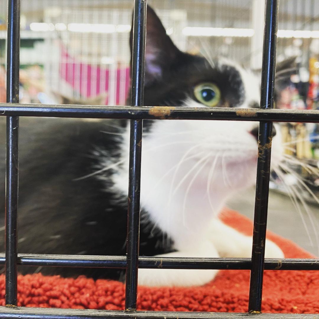 🥰Sweet Cody boy is READY FOR ADOPTION🥰 This lil tuxedo boy is chipped, vaccinated, neutered - and gets along well with other cats, dogs, and children. Cody is a SWEETHEART and would be such a great addition to your family. 

If you are in the Southern California area, and are looking to open your heart and home, please send us a DM ❤️ even if you aren’t able to at the moment please share this post! We appreciate you all 💕

<a target='_blank' href='https://www.instagram.com/explore/tags/catlife/'>#catlife</a> <a target='_blank' href='https://www.instagram.com/explore/tags/catprobs/'>#catprobs</a> <a target='_blank' href='https://www.instagram.com/explore/tags/rescuecat/'>#rescuecat</a> <a target='_blank' href='https://www.instagram.com/explore/tags/rescuecatsrule/'>#rescuecatsrule</a> <a target='_blank' href='https://www.instagram.com/explore/tags/rescuecatsrock/'>#rescuecatsrock</a> <a target='_blank' href='https://www.instagram.com/explore/tags/chat/'>#chat</a> <a target='_blank' href='https://www.instagram.com/explore/tags/katze/'>#katze</a> <a target='_blank' href='https://www.instagram.com/explore/tags/neko/'>#neko</a> <a target='_blank' href='https://www.instagram.com/explore/tags/rescuedandloved/'>#rescuedandloved</a> <a target='_blank' href='https://www.instagram.com/explore/tags/adoptdontshop/'>#adoptdontshop</a> <a target='_blank' href='https://www.instagram.com/explore/tags/catstagram/'>#catstagram</a> <a target='_blank' href='https://www.instagram.com/explore/tags/catsofinstagram/'>#catsofinstagram</a> <a target='_blank' href='https://www.instagram.com/explore/tags/instacat/'>#instacat</a> <a target='_blank' href='https://www.instagram.com/explore/tags/coolcats/'>#coolcats</a> <a target='_blank' href='https://www.instagram.com/explore/tags/tonksfelinefoster/'>#tonksfelinefoster</a> <a target='_blank' href='https://www.instagram.com/explore/tags/gardengrove/'>#gardengrove</a> <a target='_blank' href='https://www.instagram.com/explore/tags/orangecounty/'>#orangecounty</a> <a target='_blank' href='https://www.instagram.com/explore/tags/lacounty/'>#lacounty</a> <a target='_blank' href='https://www.instagram.com/explore/tags/rescueanimals/'>#rescueanimals</a>