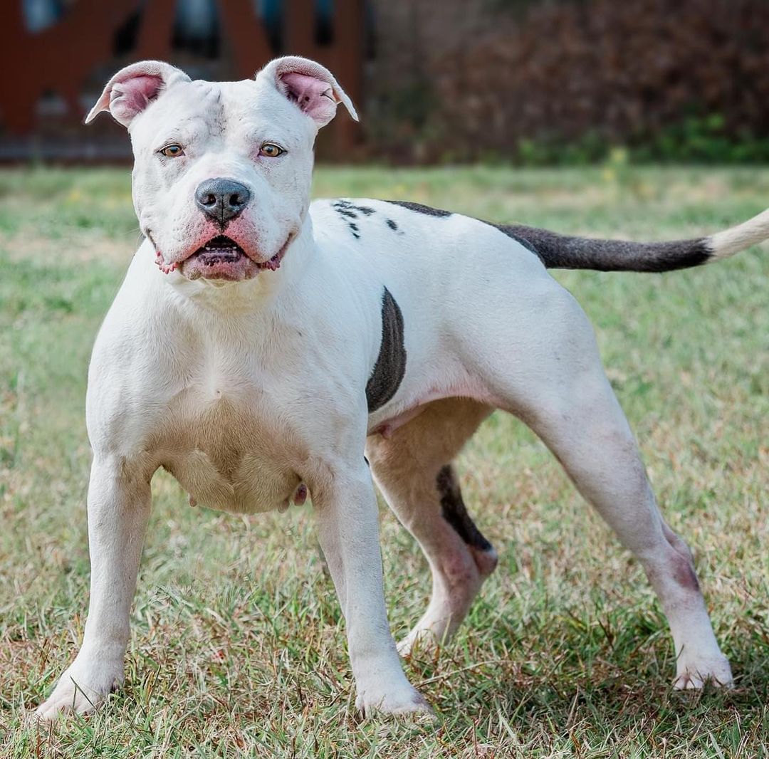 Meet Sky Sky! 

With just hours left to live, Sky Sky was saved! Three months after being dumped at the shelter with her brother due to her families 