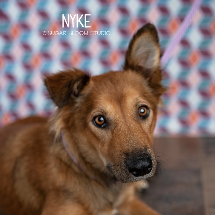 Say hello to our little friends! 

Meet Mama Nyke & her amazingly cute puppies.  They are guessed to be Shepherd mixes & are almost ready for their forever families. 

It doesn't get much cuter than this! 

Please note that homeownership is required!

👇👇SUBMIT AN APPLICATION HERE: 👇👇
https://2babrescue.org/adoption-fees-info
.
.
.
<a target='_blank' href='https://www.instagram.com/explore/tags/2babr/'>#2babr</a> <a target='_blank' href='https://www.instagram.com/explore/tags/2blondesallbreedrescue/'>#2blondesallbreedrescue</a> <a target='_blank' href='https://www.instagram.com/explore/tags/colorado/'>#colorado</a> <a target='_blank' href='https://www.instagram.com/explore/tags/denver/'>#denver</a> <a target='_blank' href='https://www.instagram.com/explore/tags/coloradorescue/'>#coloradorescue</a> <a target='_blank' href='https://www.instagram.com/explore/tags/adoptdontshop/'>#adoptdontshop</a> <a target='_blank' href='https://www.instagram.com/explore/tags/shepherds/'>#shepherds</a> <a target='_blank' href='https://www.instagram.com/explore/tags/puppiesofinstagram/'>#puppiesofinstagram</a> <a target='_blank' href='https://www.instagram.com/explore/tags/instacute/'>#instacute</a>