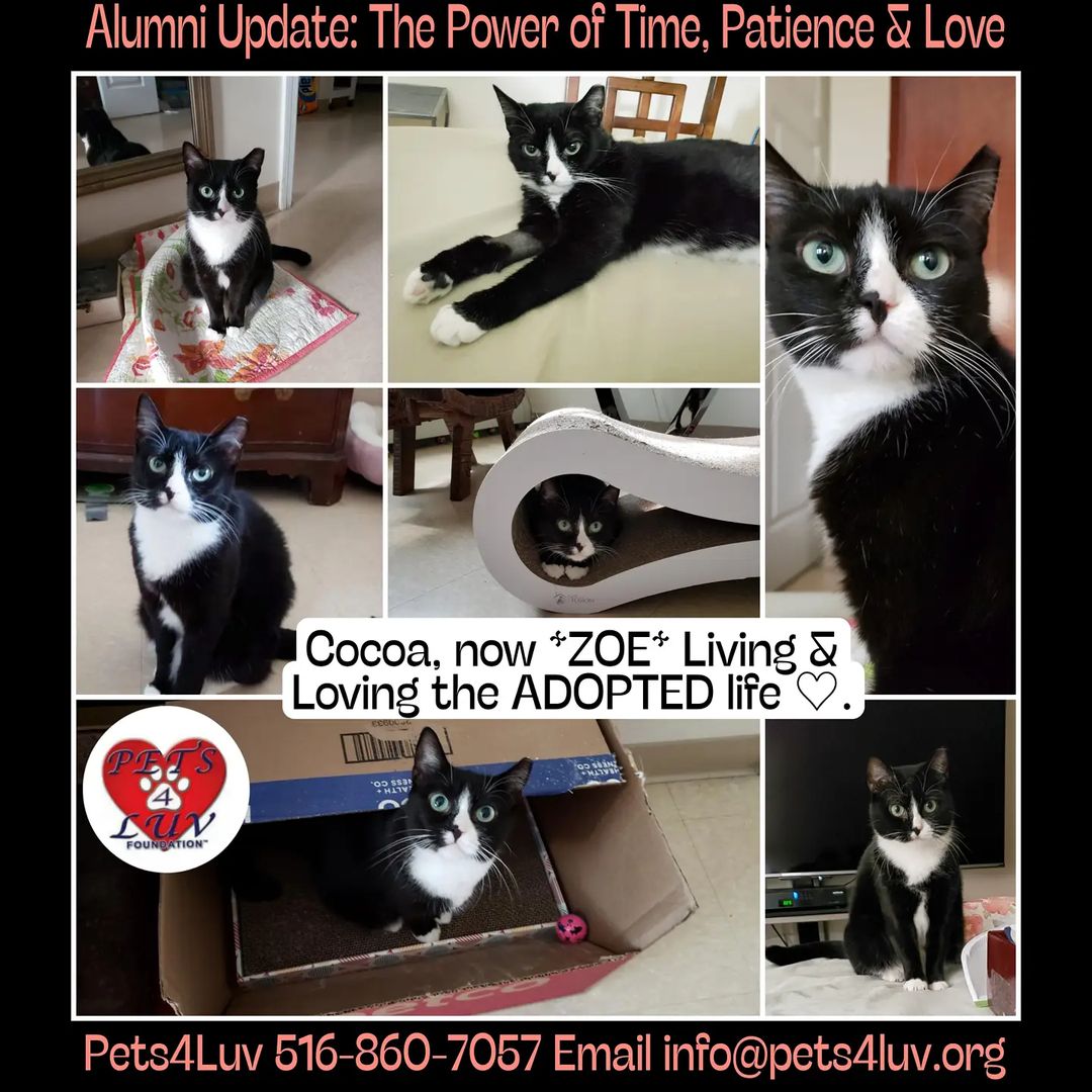 PETS4LUV ALUMNI UPDATE: Who remembers little Cocoa? Last year she was trapped for TNR, but it turned out she was too sweet and timid to put back out in the wild. The trapper gave her 3 days to find a home or else he was putting her back out. Pets4Luv found her a foster home on the last day, where she spent some time until we eventually found her a FOREVER HOME. Fast forward to now and her loving, Adoptor, Hilda tells us that this shy little gal is now a wonderful, happy and beautiful kitty. Her name is NOW ZOE and she has come so far. Her human mom, Hilda tells us that 