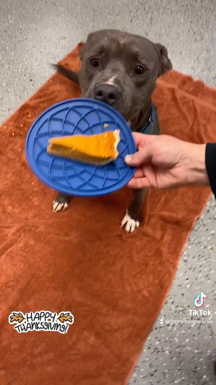 Happy Thanksgiving from the <a target='_blank' href='https://www.instagram.com/explore/tags/DetroitDogRescue/'>#DetroitDogRescue</a> dogs!

<a target='_blank' href='https://www.instagram.com/explore/tags/Thanksgiving/'>#Thanksgiving</a> <a target='_blank' href='https://www.instagram.com/explore/tags/DogsofDetroit/'>#DogsofDetroit</a> <a target='_blank' href='https://www.instagram.com/explore/tags/Fyp/'>#Fyp</a> <a target='_blank' href='https://www.instagram.com/explore/tags/dogsofinstagram/'>#dogsofinstagram</a> <a target='_blank' href='https://www.instagram.com/explore/tags/greensbeanspotatoestomatoes/'>#greensbeanspotatoestomatoes</a> <a target='_blank' href='https://www.instagram.com/explore/tags/pumpkinpie/'>#pumpkinpie</a> <a target='_blank' href='https://www.instagram.com/explore/tags/thanksgivingdinner/'>#thanksgivingdinner</a> <a target='_blank' href='https://www.instagram.com/explore/tags/rescuedogs/'>#rescuedogs</a>