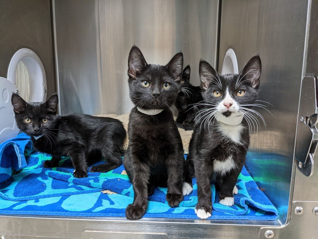 Do you ever have that feeling that you're being watched? By four kittens?