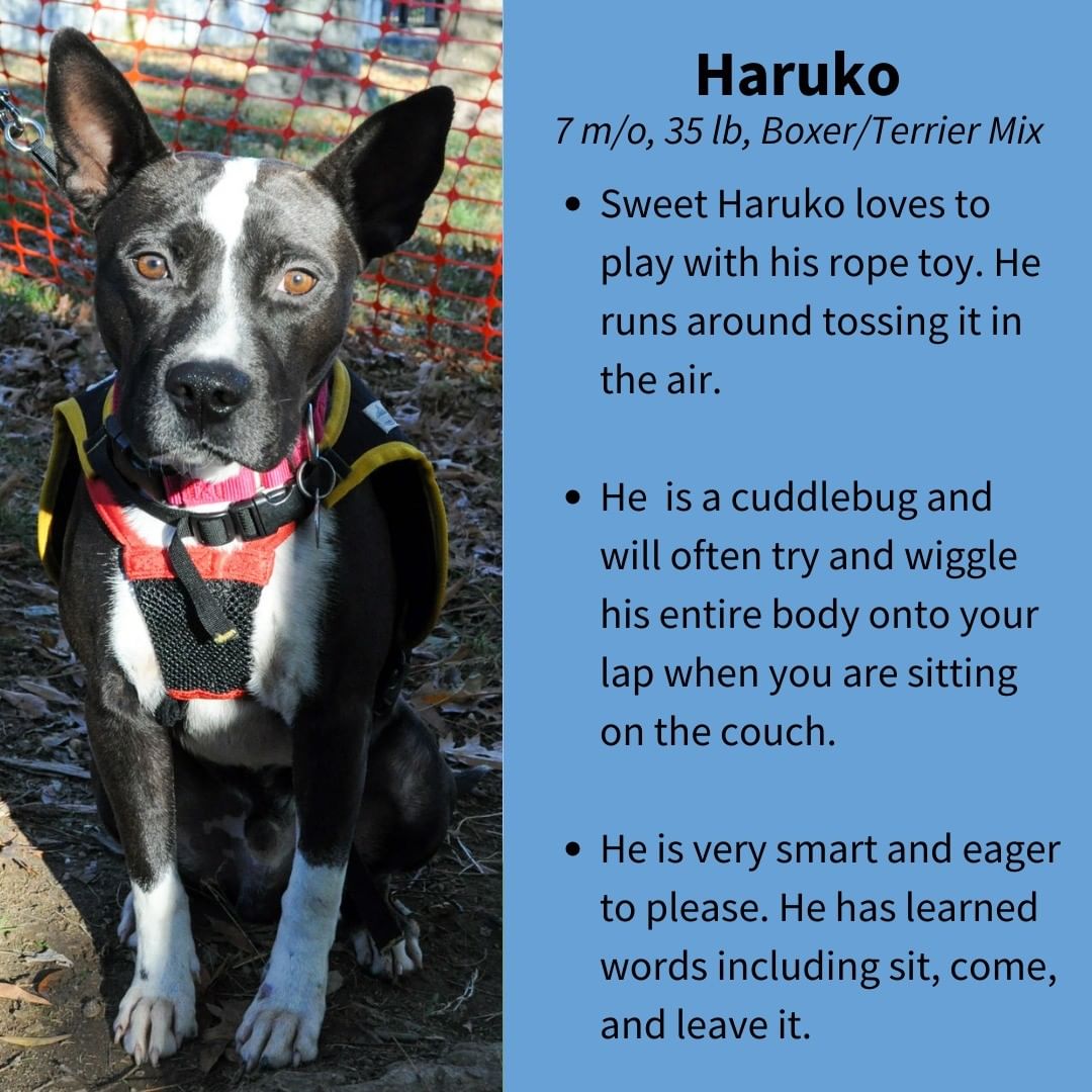 Sweet Haruko is looking for his people to cuddle and play with for the rest of his life! ❤ Will you make this happy boy's dreams come true and submit an application to adopt him?

More information at link in bio! 🐾

<a target='_blank' href='https://www.instagram.com/explore/tags/AdoptHaruko/'>#AdoptHaruko</a> <a target='_blank' href='https://www.instagram.com/explore/tags/AdoptMe/'>#AdoptMe</a> <a target='_blank' href='https://www.instagram.com/explore/tags/Adoptable/'>#Adoptable</a> <a target='_blank' href='https://www.instagram.com/explore/tags/BoxerMix/'>#BoxerMix</a> <a target='_blank' href='https://www.instagram.com/explore/tags/Adorable/'>#Adorable</a> <a target='_blank' href='https://www.instagram.com/explore/tags/dogsofdc/'>#dogsofdc</a> <a target='_blank' href='https://www.instagram.com/explore/tags/dcdogs/'>#dcdogs</a> <a target='_blank' href='https://www.instagram.com/explore/tags/fureverfamily/'>#fureverfamily</a> <a target='_blank' href='https://www.instagram.com/explore/tags/adoption/'>#adoption</a> <a target='_blank' href='https://www.instagram.com/explore/tags/WashingtonDC/'>#WashingtonDC</a>