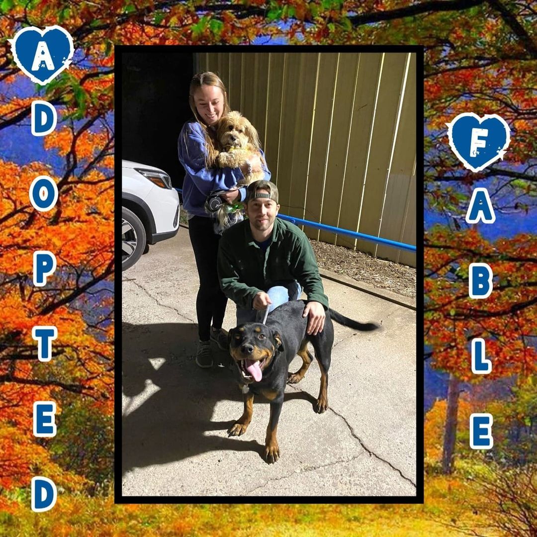 🥰HAPPY TAILS!🥰 Congrats to Nikki, Fable, Monte, Minerva and Toffee on finding their happily ever after's! Go enjoy your 1st <a target='_blank' href='https://www.instagram.com/explore/tags/thanksgiving/'>#thanksgiving</a> with your new families! 🦃
<a target='_blank' href='https://www.instagram.com/explore/tags/rescue/'>#rescue</a> <a target='_blank' href='https://www.instagram.com/explore/tags/dontshopadopt/'>#dontshopadopt</a> <a target='_blank' href='https://www.instagram.com/explore/tags/mixedbreedpurelove/'>#mixedbreedpurelove</a> <a target='_blank' href='https://www.instagram.com/explore/tags/cats/'>#cats</a> <a target='_blank' href='https://www.instagram.com/explore/tags/catsofinstagram/'>#catsofinstagram</a> <a target='_blank' href='https://www.instagram.com/explore/tags/shelterdogs/'>#shelterdogs</a> <a target='_blank' href='https://www.instagram.com/explore/tags/foster/'>#foster</a> <a target='_blank' href='https://www.instagram.com/explore/tags/fosteringsaveslives/'>#fosteringsaveslives</a> <a target='_blank' href='https://www.instagram.com/explore/tags/bethechange/'>#bethechange</a> <a target='_blank' href='https://www.instagram.com/explore/tags/onebyoneuntiltherearenone/'>#onebyoneuntiltherearenone</a> 

🧡 shelterfriends.org 🧡