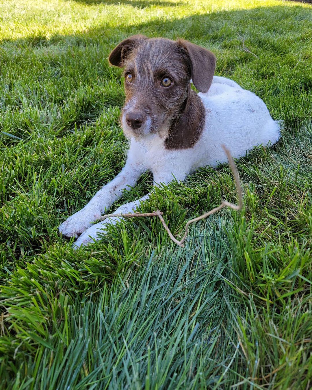 Sunday Success Story Part II! Check out Pumpkin Pie from the Fall litter in her new home! 

“She's doing great! She goes by Belanie now and knows her new name well enough to come when called. Now that she's fully vaccinated, she loves going for walks in Nisene Marks State Park and playing with other puppies at the dog parks. She's potty training very well and, despite a new set of teeth coming in, has been very good about only chewing on her toys, bully sticks, and pig snouts. When we're at home she likes to play with her toys, cuddle on the couch, or lay out in the sun.  Thanks so much for checking in!”

<a target='_blank' href='https://www.instagram.com/explore/tags/dpssuccess2021/'>#dpssuccess2021</a> <a target='_blank' href='https://www.instagram.com/explore/tags/sundaysuccessstory/'>#sundaysuccessstory</a> <a target='_blank' href='https://www.instagram.com/explore/tags/puppylove/'>#puppylove</a> <a target='_blank' href='https://www.instagram.com/explore/tags/adopted/'>#adopted</a>