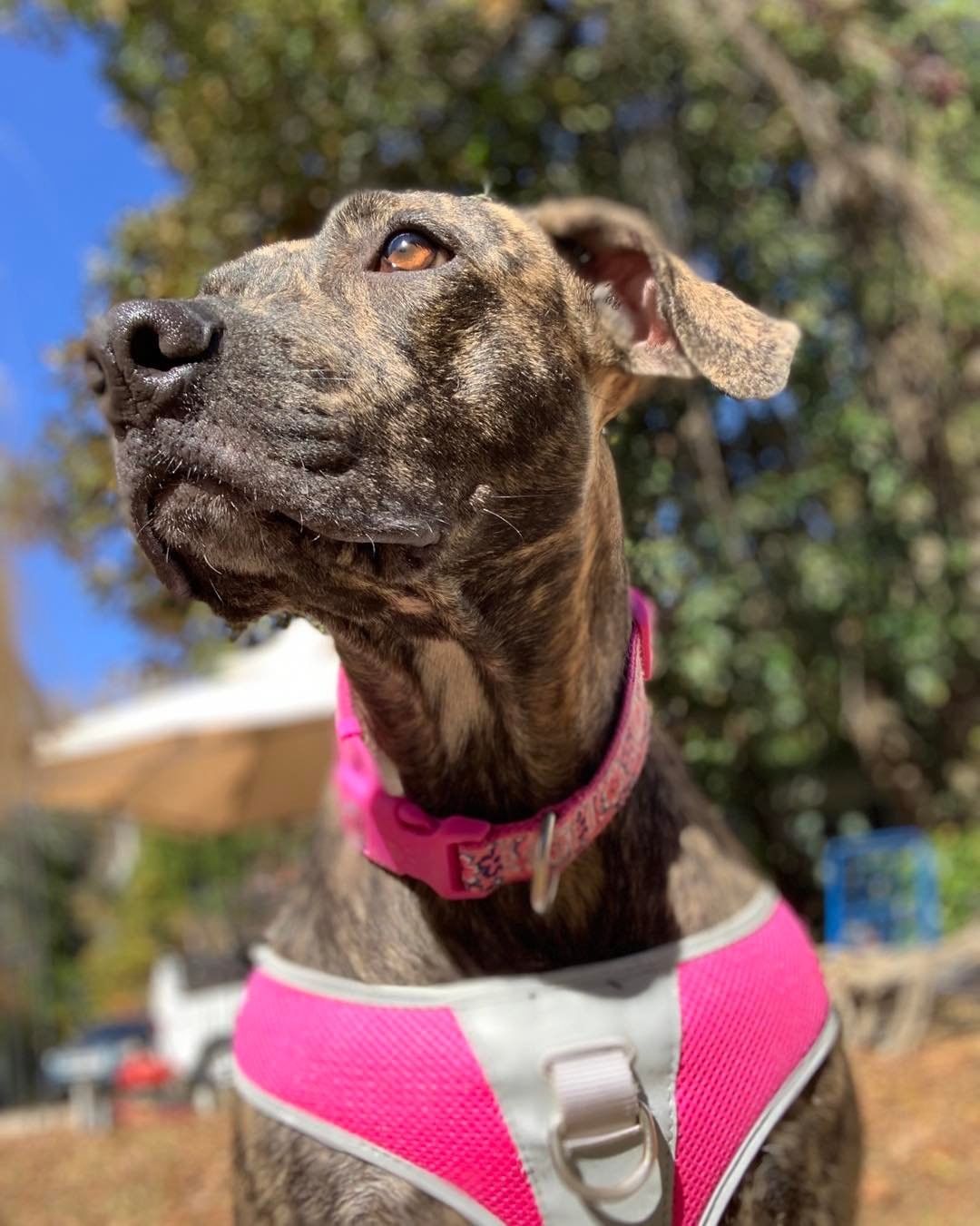 Octavia loves to sit and relax in the sun ☀️ she is not one for long walks but she does love to be outside enjoying the fresh air! Give us a call to meet this sweet girl 843-427-4388