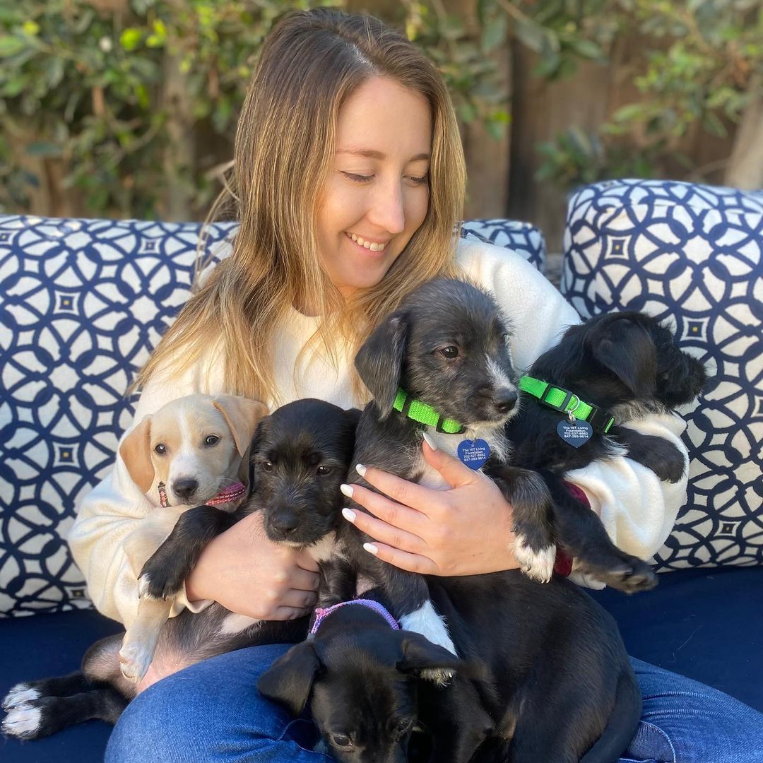 Say hello to our newest rescue puppies, the “Latin” Litter. 💃🏼🐶✨They are 10 week old pittie/poodle mixes who are ready for forever homes! 💛

Momma is a grey pittie (around 40 lbs) and dad is a maltipoo (see pic), so we think they will be about ~30 lbs full grown! They were part of an accidental litter and almost ended up in the shelter before a kind lady welcomed them into her home. Her family has raised them over the last 10 weeks and now they are ready to find forever homes! They have been around big dogs, small dogs, and young kids. 

HIT Living is looking for individuals or families who are willing to put in the time and effort to raise a puppy and who are ready to commit to loving us FOR LIFE! 

GIRLS: ✨ J Lo ✨ Shakira ✨ Selena ✨

BOYS: ✨ Bad Bunny ✨ Daddy Yankee ✨ Enrique ✨ Maluma ✨ Mr 305 ✨ Ricky Martin ✨

You can learn more + apply to adopt at hitlivingfoundation.org ✨

<a target='_blank' href='https://www.instagram.com/explore/tags/hitliving/'>#hitliving</a> <a target='_blank' href='https://www.instagram.com/explore/tags/foundlove/'>#foundlove</a> <a target='_blank' href='https://www.instagram.com/explore/tags/poodlepuppy/'>#poodlepuppy</a> <a target='_blank' href='https://www.instagram.com/explore/tags/poodlepuppies/'>#poodlepuppies</a> <a target='_blank' href='https://www.instagram.com/explore/tags/pitbullmixpuppies/'>#pitbullmixpuppies</a> <a target='_blank' href='https://www.instagram.com/explore/tags/pittiemix/'>#pittiemix</a> <a target='_blank' href='https://www.instagram.com/explore/tags/puppiesofig/'>#puppiesofig</a> <a target='_blank' href='https://www.instagram.com/explore/tags/puppiesoftheday/'>#puppiesoftheday</a> <a target='_blank' href='https://www.instagram.com/explore/tags/adoptme/'>#adoptme</a> <a target='_blank' href='https://www.instagram.com/explore/tags/losangeles/'>#losangeles</a> <a target='_blank' href='https://www.instagram.com/explore/tags/puppylove/'>#puppylove</a> <a target='_blank' href='https://www.instagram.com/explore/tags/puppiesofinstagram/'>#puppiesofinstagram</a> <a target='_blank' href='https://www.instagram.com/explore/tags/scruffypups/'>#scruffypups</a> <a target='_blank' href='https://www.instagram.com/explore/tags/adoptme/'>#adoptme</a> <a target='_blank' href='https://www.instagram.com/explore/tags/adoptdontshop/'>#adoptdontshop</a>