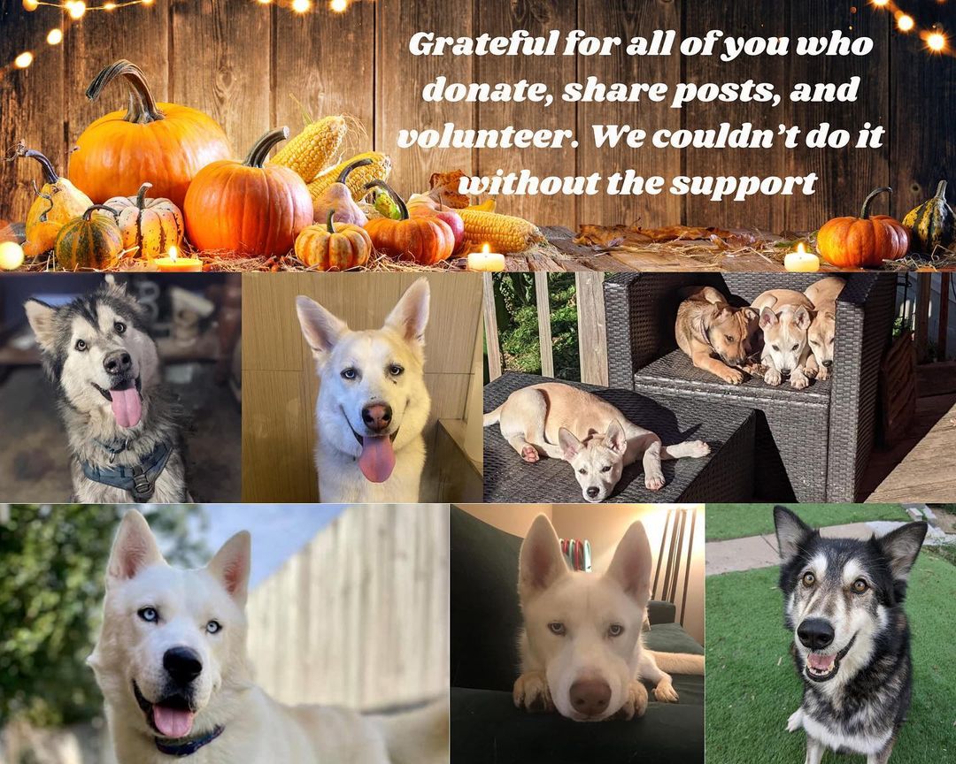 Grateful: because without our volunteers, supporters, adopters, and followers we couldn’t save these faces! Happy thanksgiving!

<a target='_blank' href='https://www.instagram.com/explore/tags/thankful/'>#thankful</a> <a target='_blank' href='https://www.instagram.com/explore/tags/grateful/'>#grateful</a> <a target='_blank' href='https://www.instagram.com/explore/tags/blessed/'>#blessed</a>