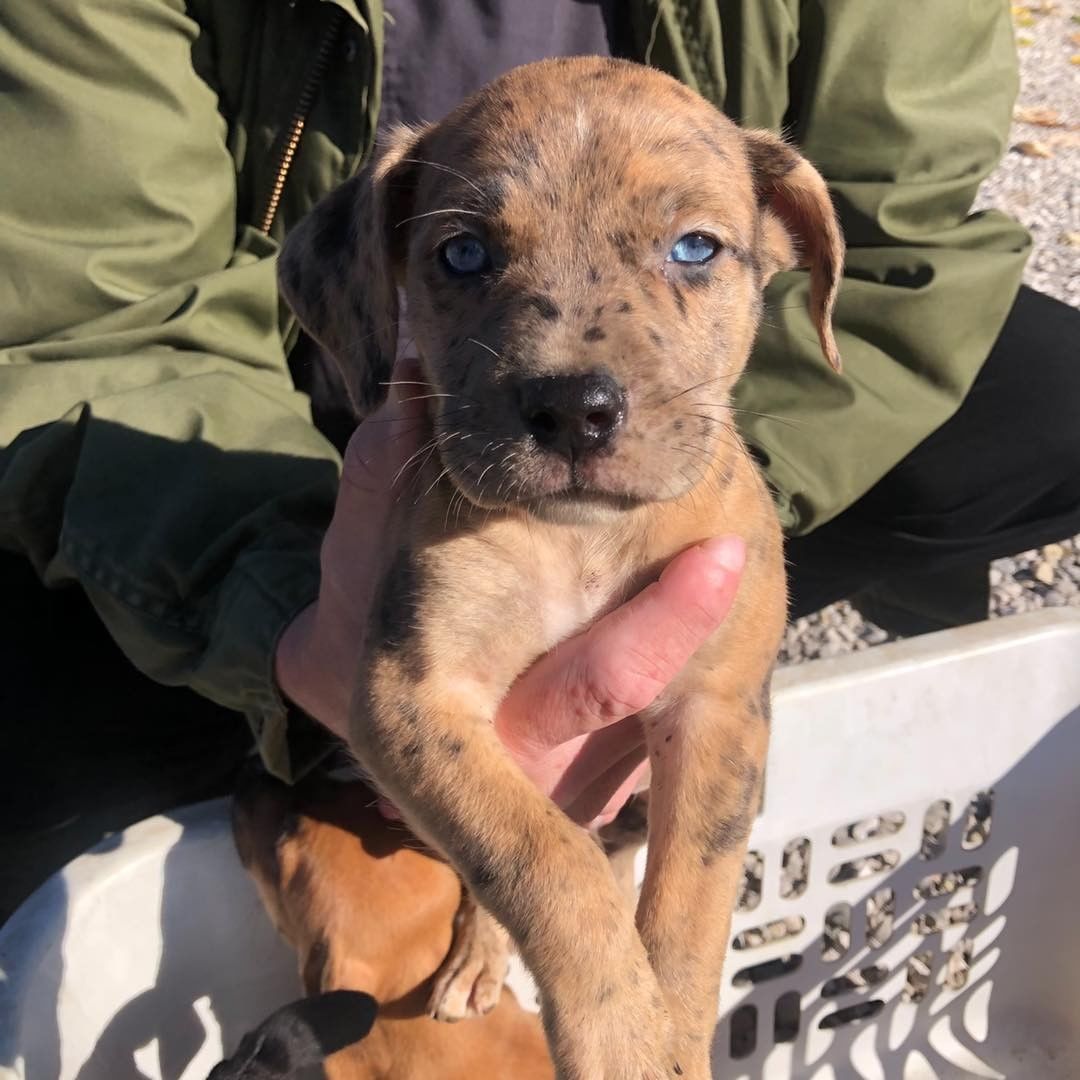 Puppy fosters needed! Can anyone temp foster any of these cuties for a few weeks?! Please message us or apply below if you can help us save these babies!

First one is a lab mix, at 4 months old. 

The rest are a litter of hound/pit mixes and are 8 weeks old. 

https://www.adoptpetrescue.org/foster-application/ 

<a target='_blank' href='https://www.instagram.com/explore/tags/foster/'>#foster</a> <a target='_blank' href='https://www.instagram.com/explore/tags/puppyfoster/'>#puppyfoster</a> <a target='_blank' href='https://www.instagram.com/explore/tags/puppiesofinstagram/'>#puppiesofinstagram</a> <a target='_blank' href='https://www.instagram.com/explore/tags/puppies/'>#puppies</a> <a target='_blank' href='https://www.instagram.com/explore/tags/adoptdontshop/'>#adoptdontshop</a> <a target='_blank' href='https://www.instagram.com/explore/tags/adoptpetrescue/'>#adoptpetrescue</a> <a target='_blank' href='https://www.instagram.com/explore/tags/rescuedogsofinstagram/'>#rescuedogsofinstagram</a>