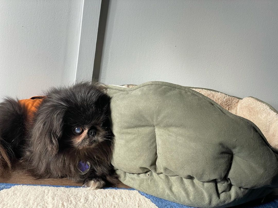 No reason to sleep in a soft, clean, comfy bed when the cold,hard floor is available. Sigh. MorkRib.