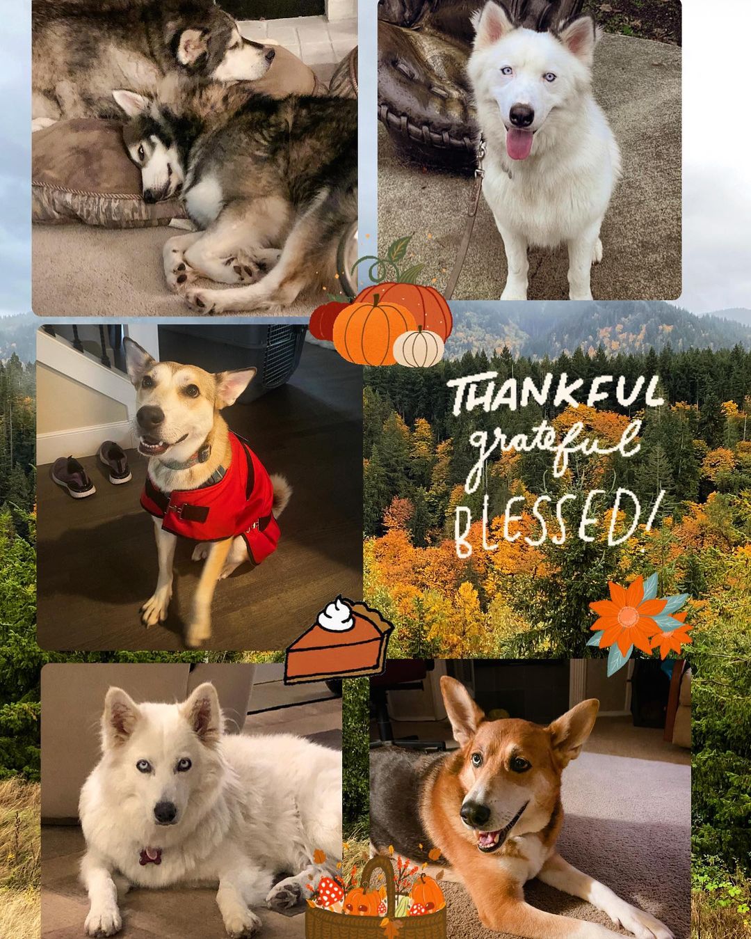Happy Thanksgiving!🍁🐕🧡 So thankful for each one of these puppers, the lovely families they are part of now, their amazing rescuer @mtlebanondogshelter and the kind hearted people who made their happily ever after possible! I couldn’t have imagined being part of this wonderful experience! 🥲❤️ <a target='_blank' href='https://www.instagram.com/explore/tags/WeGiveThanksToGod/'>#WeGiveThanksToGod</a> <a target='_blank' href='https://www.instagram.com/explore/tags/rescuedismyfavoritebreed/'>#rescuedismyfavoritebreed</a>  <a target='_blank' href='https://www.instagram.com/explore/tags/happiness/'>#happiness</a> <a target='_blank' href='https://www.instagram.com/explore/tags/thankful/'>#thankful</a> <a target='_blank' href='https://www.instagram.com/explore/tags/blessed/'>#blessed</a> <a target='_blank' href='https://www.instagram.com/explore/tags/happilyadopted/'>#happilyadopted</a> <a target='_blank' href='https://www.instagram.com/explore/tags/huskies/'>#huskies</a>