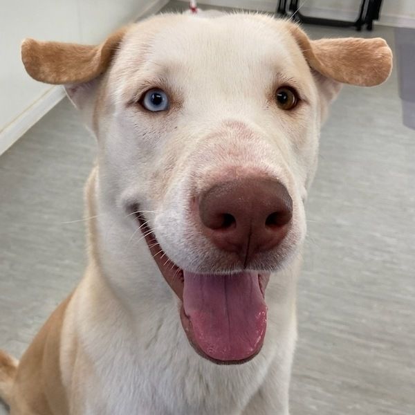 Meet Shrek! 

Shrek is here to remind you, we are open today!! Closed tomorrow for Thanksgiving, BUT we are open today and there are plenty of pets waiting on their forever families!  Come meet Shrek & take him home, TODAY! 

Interested in adopting?! Join our virtual line via Qless!
You can join the line starting at:
11am Tuesday-Friday &
10:30am Saturday & Sunday

To join the virtual line please visit:
https://loom.ly/twS-TUk