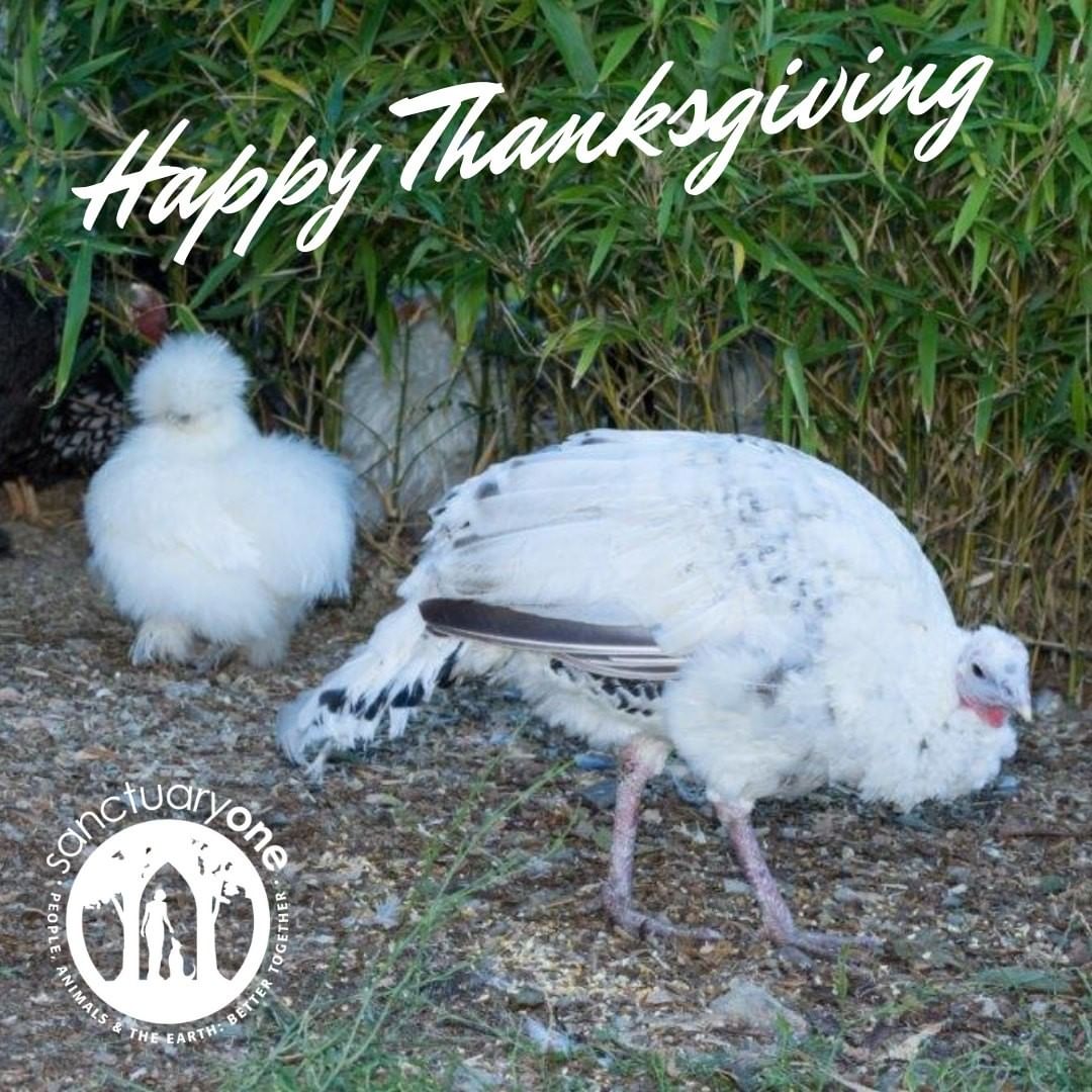 Happy Thanksgiving from all of us at Sanctuary One!

<a target='_blank' href='https://www.instagram.com/explore/tags/Sanctuary/'>#Sanctuary</a> <a target='_blank' href='https://www.instagram.com/explore/tags/CareFarm/'>#CareFarm</a> <a target='_blank' href='https://www.instagram.com/explore/tags/SanctuaryOne/'>#SanctuaryOne</a> <a target='_blank' href='https://www.instagram.com/explore/tags/Thanksgiving/'>#Thanksgiving</a>