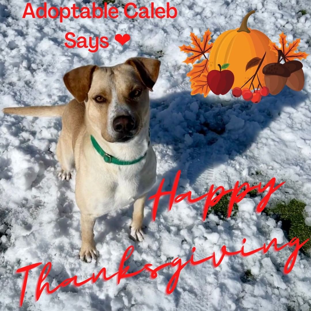 Whether you sent a generous gift, adopted, fostered, volunteered, stopped by for a microchip, dog license, spay/neuter or vaccination, visited our website, or followed us on social media, we're thankful to have you in our circle of friends giving second chances to companion animals. 

To say that we are grateful for your support would be an understatement.

From all of us at Mountain Humane, Happy Thanksgiving! 🐾