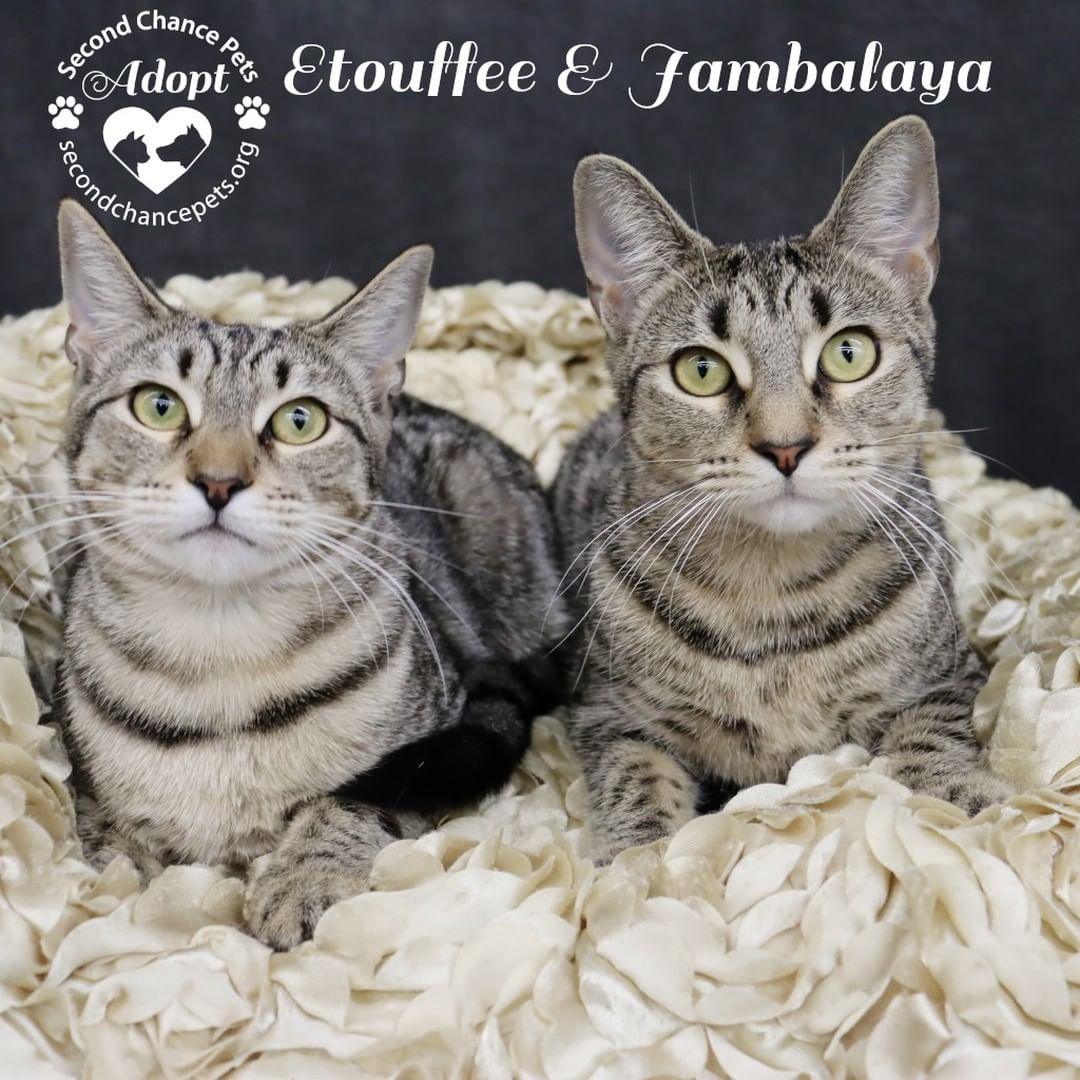 Meet  Etouffee and Jambalaya!

Etouffee and Jambalaya are female spotted tabby twins! They were born around March 2021. They were rescued from a tiny shelter a while back and were pretty unsocialized. They went into foster care with lots of people, cats and dogs. They have truly blossomed and are now ready for a new, loving forever family! Their fans say that they are very exotic looking and are covered in stripes and spots! They will be small, full grown kitties. They love to keep each other company and play very well together. They love to be with their people, on your lap, shoulder, or whatever is available - PS their fur is very short so are not big shedders! They are fine with nice dogs and other cats are very fun. They would love to meet you so please come visit us one Saturday at Petco! You will not be disappointed!

<a target='_blank' href='https://www.instagram.com/explore/tags/adoptdontshop/'>#adoptdontshop</a> <a target='_blank' href='https://www.instagram.com/explore/tags/rescue/'>#rescue</a> <a target='_blank' href='https://www.instagram.com/explore/tags/Houston/'>#Houston</a> <a target='_blank' href='https://www.instagram.com/explore/tags/kitten/'>#kitten</a>