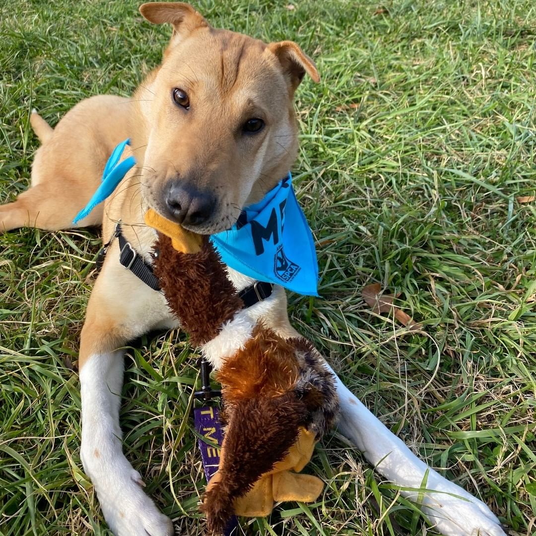 FLOSSIE-- 10mo Shar-pei mix
Don't you want to boop this nose?!
*Loves people + Housebroken + cuddly*

Let's get Flossie adopted! https://caspca.org/adopt/adopt-a-dog/