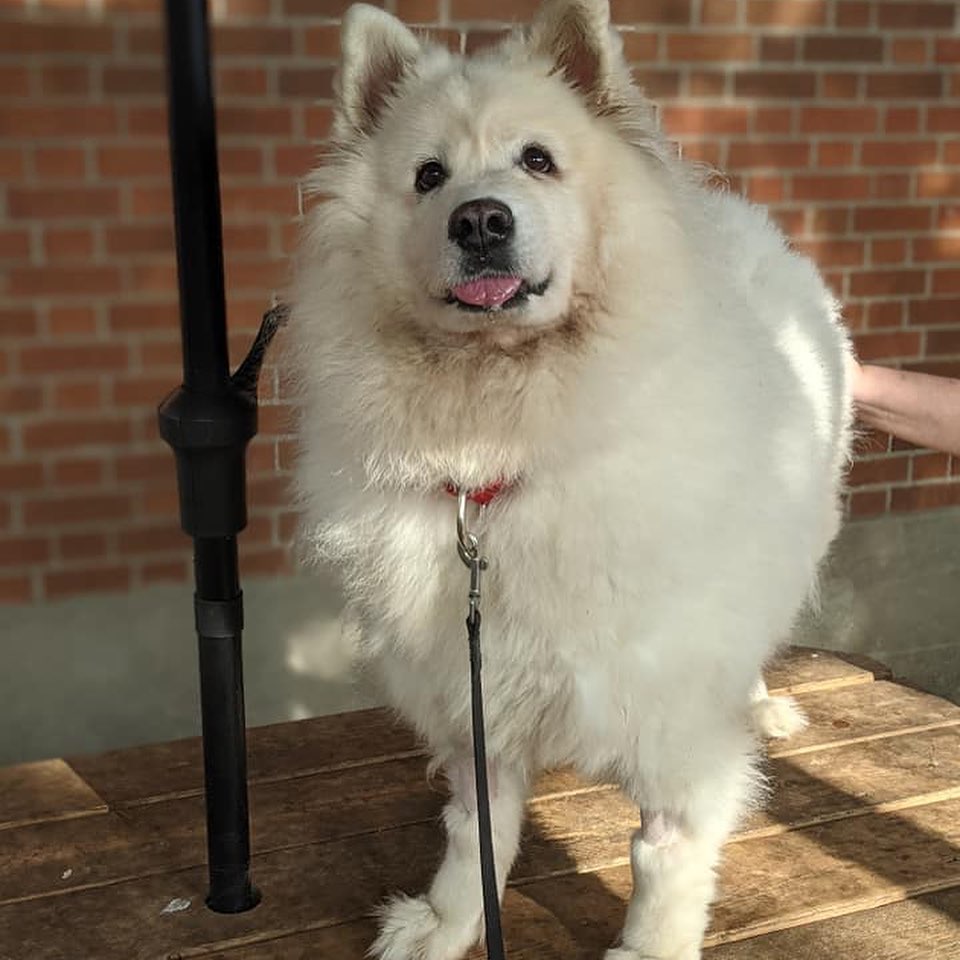 LAEILA ET MAXI VEULENT ÊTRE ADOPTÉS ENSEMBLE 💞

Laeila, 6 ans, et Maxi, 5 ans, ont toujours habité sous le même toit, et la SPCA de Montréal souhaite leur trouver une famille aimante qui les gardera unis. Très attachants, ces magnifiques chiens ont des personnalités bien distinctes, mais qui se complètent à merveille. Par exemple, Laeila a tendance à « chanter » pour exprimer ses besoins, alors que Maxi le fait en jappant doucement. Sans même voir les deux compagnons, vous saurez instantanément lequel vous « parle »! Et si Laeila adore les câlins et les siestes sur le divan, Maxi, quant à lui, préfère courir et apprendre de nouveaux trucs. Les deux toutous ont aussi plusieurs points en commun : ils adorent être ensemble, apprécient les longues randonnées dans la nature, aiment mâchouiller des peluches (sous supervision, bien entendu) et s’amuser avec des jouets de type Kong remplis de nourriture molle.

Pour rencontrer ces deux boules de neige, envoyez un courriel à formulairesadoption@spca.com en mentionnant «  Laeila et Maxi » dans l’objet du courriel.

//
LAEILA AND MAXI WANT TO BE ADOPTED TOGETHER

Laeila (6) and Maxi (5) have always lived under the same roof, and the Montréal SPCA wants to find them a loving family who will keep them together. These beautiful dogs are very endearing and have distinct personalities, but they complement each other marvellously. For example, Laeila tends to “sing” to express her needs, while Maxi does so with soft barks. No need to have a visual, you’ll instantly know which one of the two companions is “talking” to you! While Laeila loves to cuddle and nap on the couch, Maxi prefers to run around and learn new tricks. They also have a lot in common: they love each other’s presence, long walks in nature, chewing on stuffed animals (under supervision, of course) and playing with Kong toys filled with soft food.

To meet these two snowballs, send an email to formulairesadoption@spca.com mentioning “Laeila and Maxi” in the subject line.