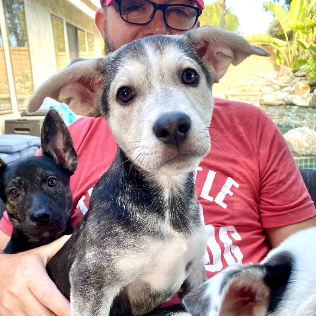 Mornin’ from 6 of mama Ember’s puppies!🤩

If you supported our 10th birthday fundraiser in October in any way, take a moment to celebrate your impact ✨ Ember and her puppies are safe and going to live wonderful lives because of you! Thank you for helping us save them!

Swipe through to see this beautiful family 😍👉 Mama Ember (who has this gorgeous cinnamon/tan/red brindle), Pie, Cider, Bones, Clove, Crisp and Pecan are all available for adoption.

Mama is about 2 years old and 44 pounds. Pups are about 11 weeks old and probably going to be around 50 pounds. They’re definitely mixed with some Husky!

If you’re interested in Ember or any of the pups, please fill out an adoption application through the link in our bio or thelittlereddog.org ❤️