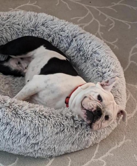 Sweet bulldog Daisy is happily sleeping off her turkey coma. Don't worry though she'll be fully rested for the adoption event tomorrow! 
🍗💤🍗💤🍗💤
This 2 year old loves to play and meet new people when she's not havin a snooze. Does she seem like a good match for you? Well you can stop by our event tomorrow from 12-2PM in front of Howl to the Chief, or fill out an application at www.ruraldogrescue.com!
🍗💤🍗💤🍗💤
<a target='_blank' href='https://www.instagram.com/explore/tags/adoptdontshop/'>#adoptdontshop</a> <a target='_blank' href='https://www.instagram.com/explore/tags/dogoftheday/'>#dogoftheday</a> <a target='_blank' href='https://www.instagram.com/explore/tags/doggo/'>#doggo</a> <a target='_blank' href='https://www.instagram.com/explore/tags/bulldog/'>#bulldog</a> <a target='_blank' href='https://www.instagram.com/explore/tags/rescuedog/'>#rescuedog</a> <a target='_blank' href='https://www.instagram.com/explore/tags/dogrescue/'>#dogrescue</a> <a target='_blank' href='https://www.instagram.com/explore/tags/adoptabledog/'>#adoptabledog</a> <a target='_blank' href='https://www.instagram.com/explore/tags/doggy/'>#doggy</a> <a target='_blank' href='https://www.instagram.com/explore/tags/dog/'>#dog</a> <a target='_blank' href='https://www.instagram.com/explore/tags/cute/'>#cute</a> <a target='_blank' href='https://www.instagram.com/explore/tags/dogs/'>#dogs</a> <a target='_blank' href='https://www.instagram.com/explore/tags/doglife/'>#doglife</a> <a target='_blank' href='https://www.instagram.com/explore/tags/dogoftheday/'>#dogoftheday</a> <a target='_blank' href='https://www.instagram.com/explore/tags/dogsofinstagram/'>#dogsofinstagram</a>
