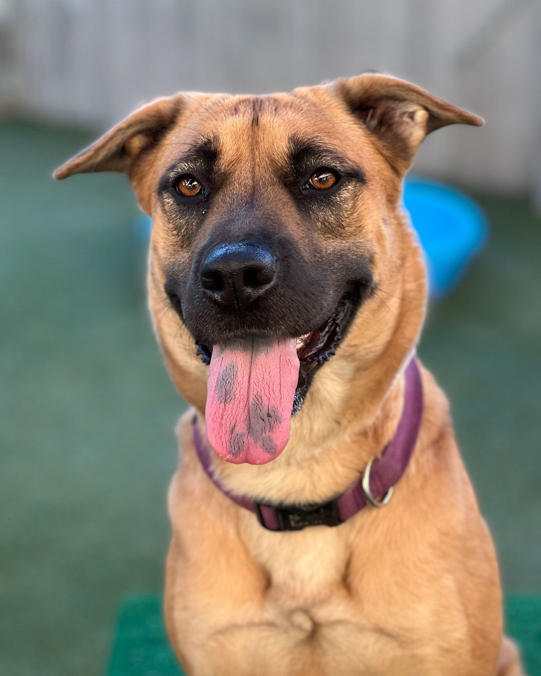 Here, Dakota is showing off her spotted tongue. What's your pet's most unique physical characteristic?