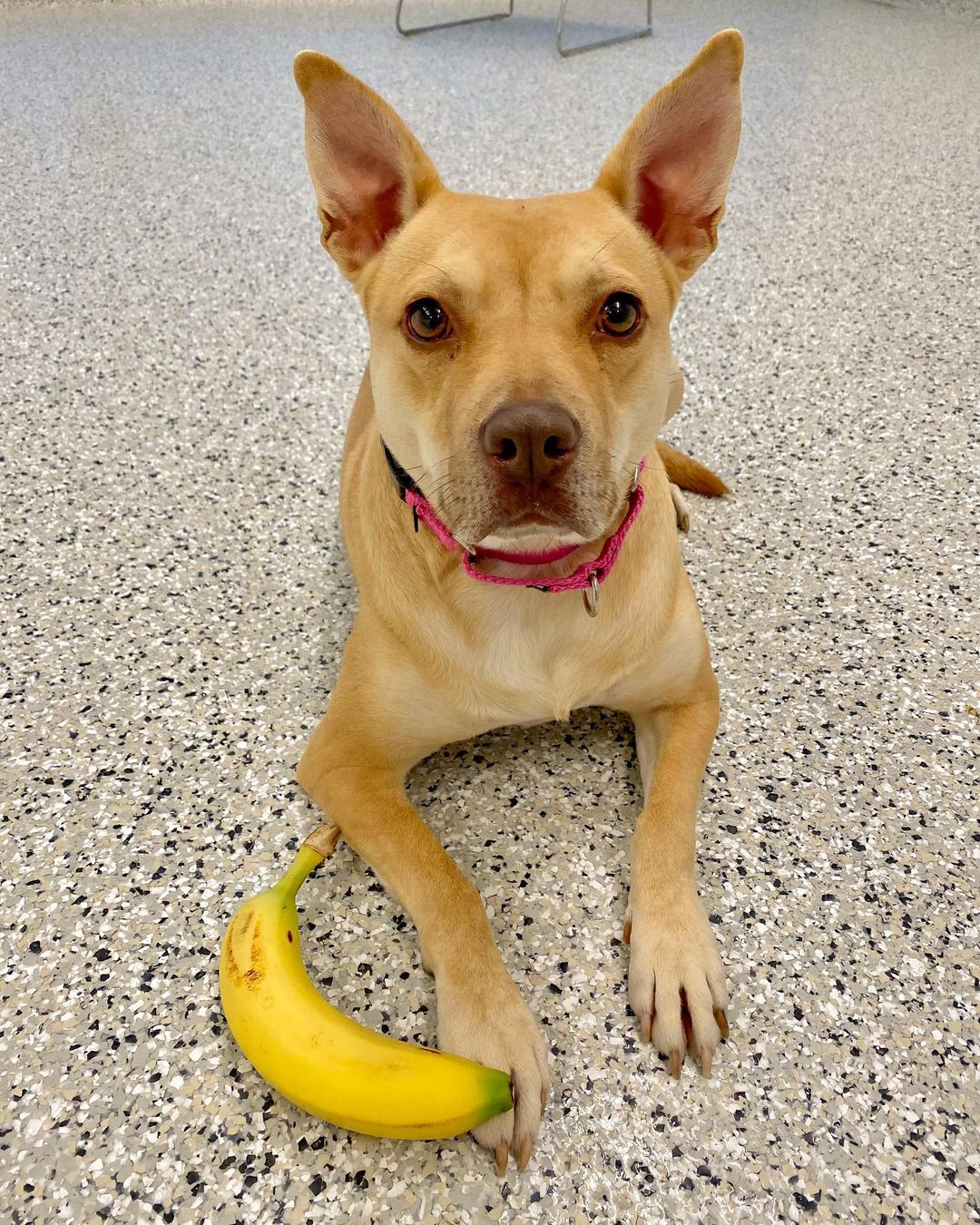 (Banana for scale) Adopt your very own Petite Pocket Pittie! Okay, maybe she’s not THAT small, but at 35 pounds, Miss Evie is at a lovely 