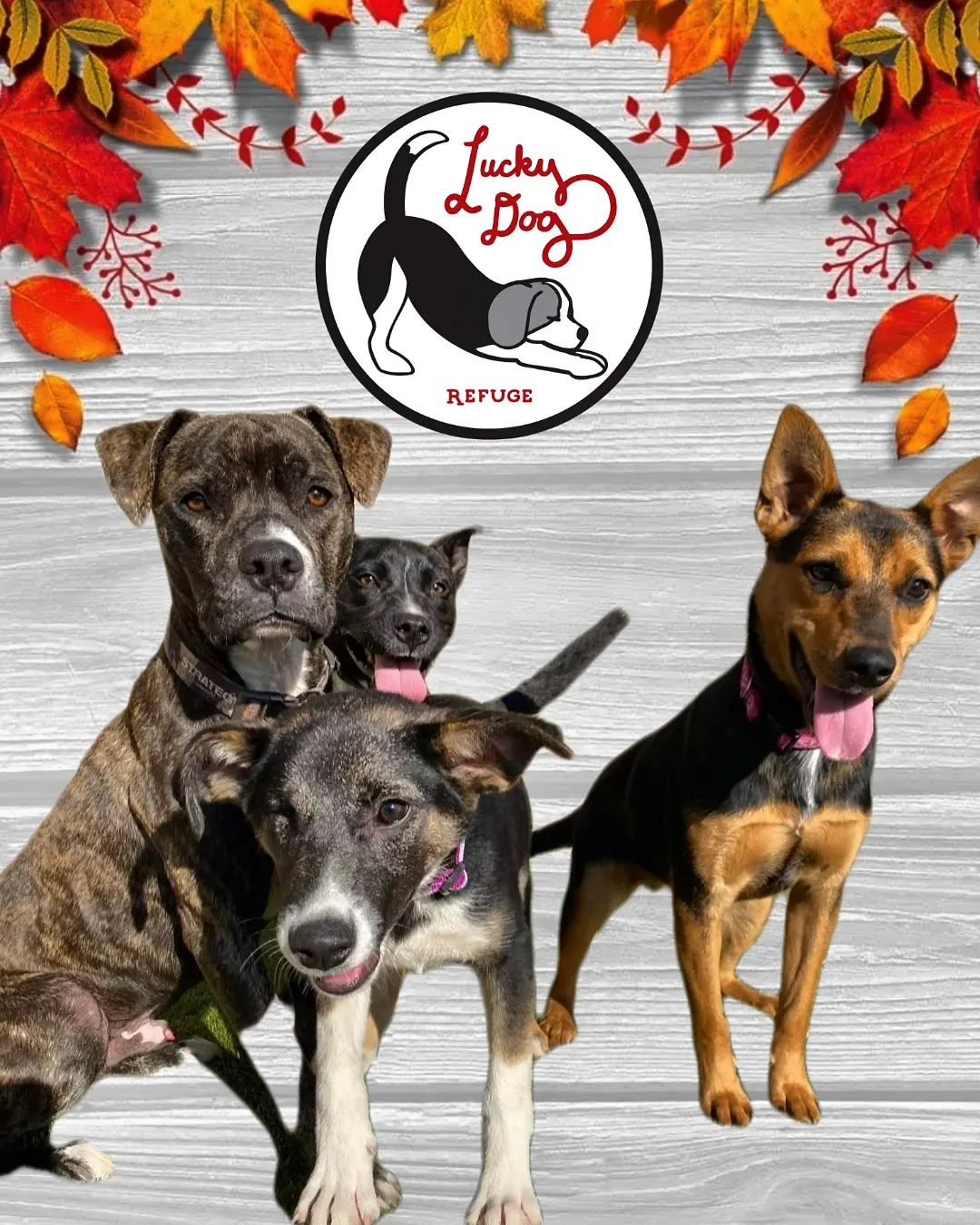 On behalf of the LDR team, wishing everyone a happy and healthy Thanksgiving! This holiday, we are thankful for your support; with your help so many Lucky Dogs are spending Thanksgiving for the first time in warm, safe, loving forever homes. We are truly grateful!

<a target='_blank' href='https://www.instagram.com/explore/tags/thankful/'>#thankful</a> <a target='_blank' href='https://www.instagram.com/explore/tags/thankyou/'>#thankyou</a> <a target='_blank' href='https://www.instagram.com/explore/tags/Thanksgiving/'>#Thanksgiving</a> <a target='_blank' href='https://www.instagram.com/explore/tags/adoptdontshop/'>#adoptdontshop</a> <a target='_blank' href='https://www.instagram.com/explore/tags/savealife/'>#savealife</a> <a target='_blank' href='https://www.instagram.com/explore/tags/rescue/'>#rescue</a> <a target='_blank' href='https://www.instagram.com/explore/tags/rescuedogsofinstagram/'>#rescuedogsofinstagram</a> <a target='_blank' href='https://www.instagram.com/explore/tags/gratefulthankfulblessed/'>#gratefulthankfulblessed</a>