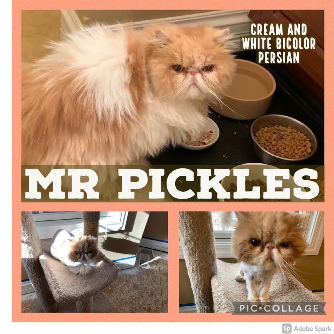 💚ADOPTION PENDING💚 

Mr. Pickles is a wonderful five-year-old CREAM AND WHITE BICOLOR PERSIAN. He is a small buddy at 6.5 pounds, is neutered and has his claws. Mr. Pickles came from a family who could no longer care for him.
What can we say about this gorgeous boy? He’s as sweet as he is beautiful. He has captivating amber eyes, a sweet pink nose and a most gorgeous cream and white coat— more resembling a Twinkie than a pickle. But no matter; we love his name. This boy gets along well with people and other cats. He’s currently rooming with another Persian. We think Mr. Pickles would love older respectful kids who would play with him and shower him with attention. A dog who would ignore him would likely be fine.
Although one of the pictures shows Mr. Pickles in a full coat, he was matted on the belly and britches when he arrived in rescue and is now growing out of a lion cut. (Check out his video to see him in his cute new do; the room he’s staying in is currently getting new flooring.) When Pick was in full coat, his foster family tried to comb him, and he wasn’t really keen on the idea. He will either need to be taught grooming manners at home or need to be professionally groomed a few times a year to stay looking and feeling his best. It is most important that his family be committed to mat-free living. Mr. Pickles has eye drainage typical of his breed and is good about daily face cleaning.
This boy would be a great fit in most any household. He’s sweet, gentle and extrordinarily lovable. Mr. Pickles is very food motivated and loves his canned food. He’s asking for a home that will provide it for him. Don’t wait because this boy will go quickly. 

FOSTERED IN PEORIA, IL.