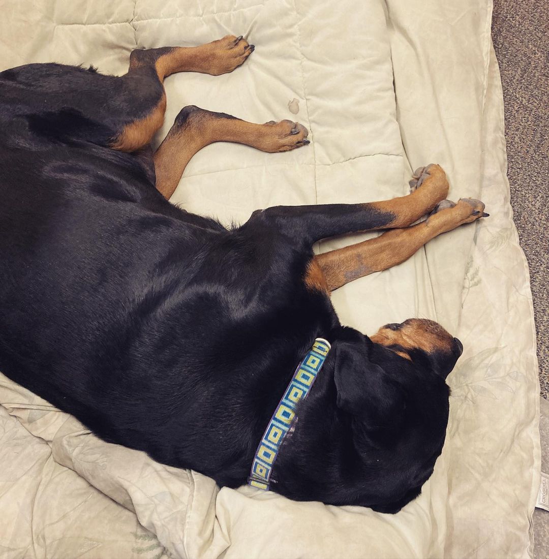 Lettie enjoyed an outing with a volunteer this week. She was a great office companion and befriended everyone, including the UPS man. Lettie is an older Rottie lady hoping to find her forever family. Message us if you’re interested in meeting her. <a target='_blank' href='https://www.instagram.com/explore/tags/lubbock/'>#lubbock</a> <a target='_blank' href='https://www.instagram.com/explore/tags/dogsoflubbock/'>#dogsoflubbock</a> <a target='_blank' href='https://www.instagram.com/explore/tags/redraiders/'>#redraiders</a> <a target='_blank' href='https://www.instagram.com/explore/tags/ttu/'>#ttu</a> <a target='_blank' href='https://www.instagram.com/explore/tags/texastech/'>#texastech</a> <a target='_blank' href='https://www.instagram.com/explore/tags/westtexasdogs/'>#westtexasdogs</a>