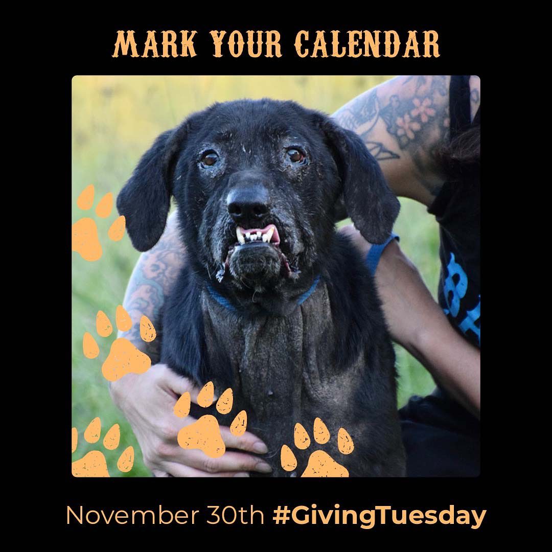 Mark your calendars! Next week is Giving Tuesday! It's a great chance to support Badass in our mission to find forever homes for dogs of all shapes, sizes, ages and abilities. 
.
Over the past decade, with your support, we've been able to rescue more than 3,000 dogs from high kill shelters in the southern states, rehabilitate them, and find them new homes. 
.
Dogs like seniors Selma (pictured) and Wannabe who we discovered on our recent rescue mission in Selma, Alabama, haven't had it easy. After growing up in a home together, they lived a full life until their owner passed suddenly. Being left alone in their home for a month, they were nearly hairless from flea infestation when finally rescued. Selma was thrown from a moving car as a puppy which resulted in damage to her face. But, in true Badass fashion, that hasn't stopped her from being a social and loving dog. 
.
As we round out our 10th Anniversary year, we’re committed to finding a new home for Wannabe & Selma but until that happens, there are costs to keeping them healthy, well-fed, and safe. That’s where you come in. 
Will you make a contribution this <a target='_blank' href='https://www.instagram.com/explore/tags/GivingTuesday/'>#GivingTuesday</a> to help dozens of dogs like them? Head to the link in our bio to contribute.
.
<a target='_blank' href='https://www.instagram.com/explore/tags/givingtuesday/'>#givingtuesday</a> <a target='_blank' href='https://www.instagram.com/explore/tags/badassanimalrescue/'>#badassanimalrescue</a> <a target='_blank' href='https://www.instagram.com/explore/tags/adoptdontshop/'>#adoptdontshop</a>