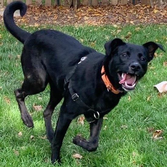 🦃 Happy Thanksgiving!! We hope you’re having as much fun today as Japanese Persimmon. Enjoy your food, friends, family, and fur babies!

<a target='_blank' href='https://www.instagram.com/explore/tags/adoptabledog/'>#adoptabledog</a> <a target='_blank' href='https://www.instagram.com/explore/tags/adoptdontshop/'>#adoptdontshop</a> <a target='_blank' href='https://www.instagram.com/explore/tags/opttoadopt/'>#opttoadopt</a> <a target='_blank' href='https://www.instagram.com/explore/tags/ophrescue/'>#ophrescue</a> <a target='_blank' href='https://www.instagram.com/explore/tags/savedogs/'>#savedogs</a> <a target='_blank' href='https://www.instagram.com/explore/tags/dogrescue/'>#dogrescue</a> <a target='_blank' href='https://www.instagram.com/explore/tags/rescuedogs/'>#rescuedogs</a> <a target='_blank' href='https://www.instagram.com/explore/tags/mustlovedogs/'>#mustlovedogs</a> <a target='_blank' href='https://www.instagram.com/explore/tags/rescuedismyfavoritebreed/'>#rescuedismyfavoritebreed</a> <a target='_blank' href='https://www.instagram.com/explore/tags/rescuedogsofinstagram/'>#rescuedogsofinstagram</a> <a target='_blank' href='https://www.instagram.com/explore/tags/thanksgiving/'>#thanksgiving</a> <a target='_blank' href='https://www.instagram.com/explore/tags/happythanksgivng/'>#happythanksgivng</a>