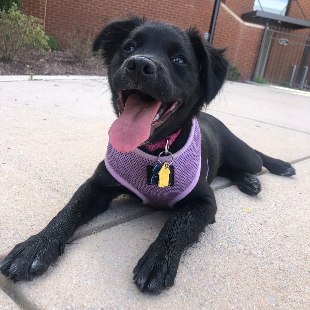 We just love seeing puppies growing up in their furrever homes! Check out this wonderful pup-date!

I wanted to share recent pics of our puppy we adopted back in July! This was Jess from the New Girl litter, who was with her brothers Coach, Winston, and Nick. Her name is now Skye! She is WONDERFUL, wants to be everyone’s friend and has been the best addition to my life. She’s still a little gal at 22 lbs. We haven’t done a breed DNA test yet but plan on it this holiday season and will have to let you know. Thank you for ALL you do! 

Shayla, thank YOU for adopting, and for sending this sweet pupdate!