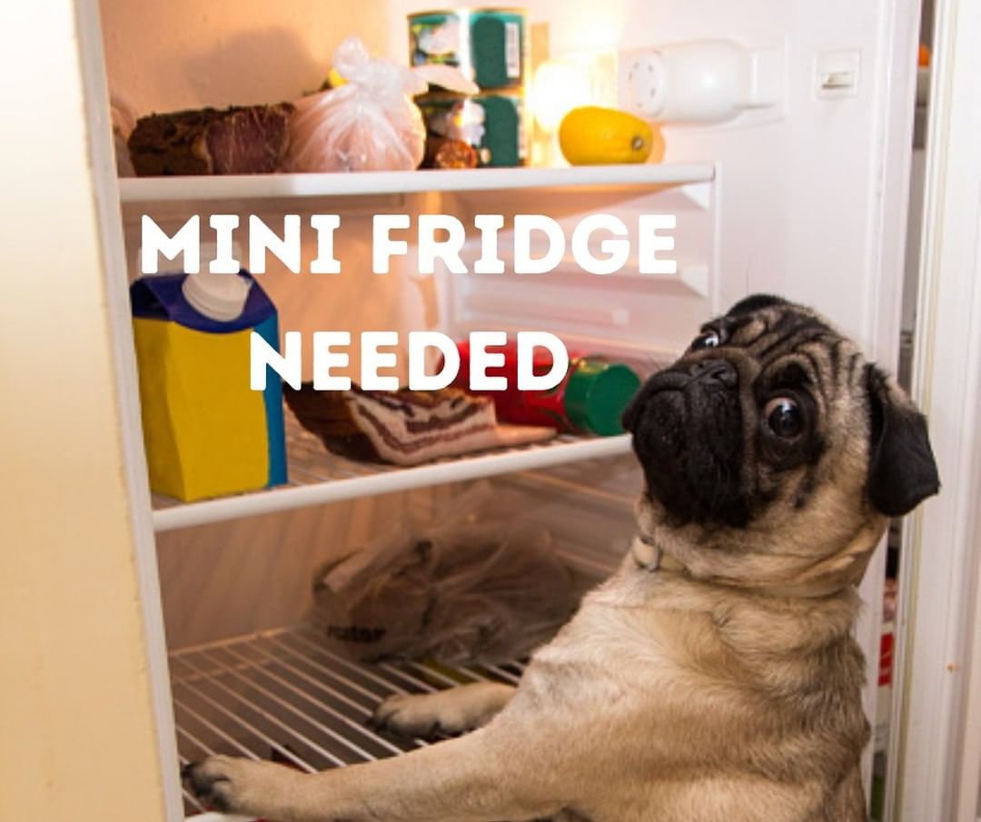 🌟Wishlist Wednesday!🌟
The mini-fridge in our stray dog location has stopped working and we are in search of a new one! Having a mini fridge back in the kennels allows us to keep wet food and food items that can be useful in getting the dogs to take their medications! We have included a link for an example of what size of mini fridge we are looking for, but we will gladly take one second hand as long as it still works! 
Mini Fridge: https://smile.amazon.com/Upstreman-Refrigerator-Adjustable-Thermostat-Black-BR321/dp/B09HTY7K3T/ref=sr_1_8?keywo 

For more ways to help check out our pages on how to:
Adopt— https://www.animalfriendshs.org/adopt/
Foster— https://www.animalfriendshs.org/ways-to-help/foster/
Volunteer— https://www.animalfriendshs.org/ways-to-help/volunteer/
Or Donate— https://www.animalfriendshs.org/ways-to-help/donate/