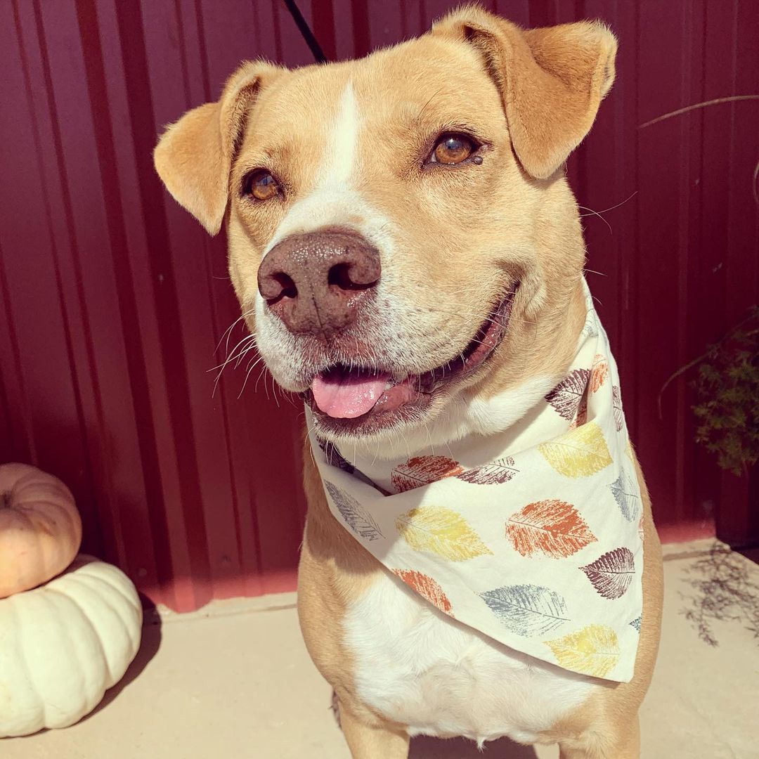 Three variations of a blep 👅😛 from Chucky. He’s the cutest guy. You can read more about him at the link in our bio. Message us if you’re interested in meeting him. <a target='_blank' href='https://www.instagram.com/explore/tags/lubbock/'>#lubbock</a> <a target='_blank' href='https://www.instagram.com/explore/tags/dogsoflubbock/'>#dogsoflubbock</a> <a target='_blank' href='https://www.instagram.com/explore/tags/redraiders/'>#redraiders</a> <a target='_blank' href='https://www.instagram.com/explore/tags/ttu/'>#ttu</a> <a target='_blank' href='https://www.instagram.com/explore/tags/texastech/'>#texastech</a> <a target='_blank' href='https://www.instagram.com/explore/tags/westtexasdogs/'>#westtexasdogs</a>