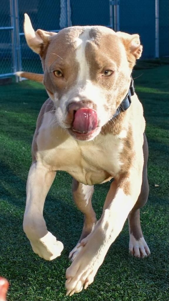 Our adoptable dogs had lots of fun trying homemade 'pup'kin pie 🥧 The verdict? Delicious!

Have a happy and safe Thanksgiving! We are closed Thanksgiving Day, and will reopen with regular hours on Friday for our Black Friday adoption event!

Black Friday:
VHS: 12:00 pm -6:00 pm, adopt a mostly black pet of any species and play plinko to win an adoption discount!

River Kitty Cat Cafe: 10:00 am - 9:00 pm, 20% off all apparel + adopt a mostly black cat and win an adoption fee discount by random drawing!