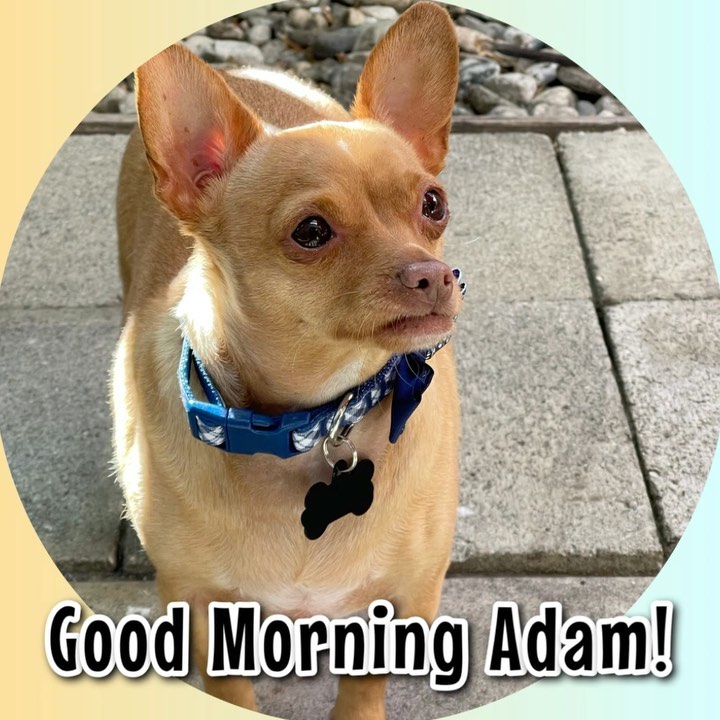 ⠀
Who is this? He was never a toy type of pup! Who knew!?
⠀
You go Adam! He’s loving his new toys and is appreciative of all his gifts.
⠀
Rescue pups have a grateful heart and love hard.
⠀
Adopt don’t shop! Give a rescue pups a chance…
⠀
<a target='_blank' href='https://www.instagram.com/explore/tags/jointhescars/'>#jointhescars</a> <a target='_blank' href='https://www.instagram.com/explore/tags/adoptdontshop/'>#adoptdontshop</a> <a target='_blank' href='https://www.instagram.com/explore/tags/heroeshelpingheroes/'>#heroeshelpingheroes</a> <a target='_blank' href='https://www.instagram.com/explore/tags/fosterssavelives/'>#fosterssavelives</a> <a target='_blank' href='https://www.instagram.com/explore/tags/fosteringsaveslives/'>#fosteringsaveslives</a> <a target='_blank' href='https://www.instagram.com/explore/tags/rescuedismyfavoritebreed/'>#rescuedismyfavoritebreed</a>