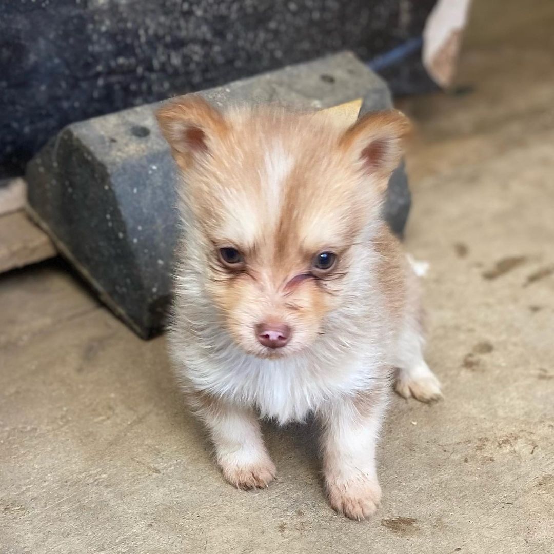 🐾💚Fosters Needed💚🐾 
These 2 female husky/terrier mix puppies are in need of fosters ASAP!

🐾If interested, please fill out a Foster Application at amazingstraysrescue.org

🐾All supplies and an amazing support team included! 

🐾 Please share this on your social media 

🐾 Want to help? All of our incoming dogs have medical bills to be paid! You could sponsor a spay or neuter!

🐾 Fostering even for just two weeks is extremely helpful to a dog in need!

🐾 All supplies included!

<a target='_blank' href='https://www.instagram.com/explore/tags/RescueDog/'>#RescueDog</a> <a target='_blank' href='https://www.instagram.com/explore/tags/AdoptDontShop/'>#AdoptDontShop</a> <a target='_blank' href='https://www.instagram.com/explore/tags/RescuePuppy/'>#RescuePuppy</a> <a target='_blank' href='https://www.instagram.com/explore/tags/ForTheLoveOfDogs/'>#ForTheLoveOfDogs</a> <a target='_blank' href='https://www.instagram.com/explore/tags/GetInvolved/'>#GetInvolved</a> <a target='_blank' href='https://www.instagram.com/explore/tags/Donate/'>#Donate</a> <a target='_blank' href='https://www.instagram.com/explore/tags/Volunteer/'>#Volunteer</a> <a target='_blank' href='https://www.instagram.com/explore/tags/FosteringSavesLives/'>#FosteringSavesLives</a> <a target='_blank' href='https://www.instagram.com/explore/tags/dogsofinstagram/'>#dogsofinstagram</a> <a target='_blank' href='https://www.instagram.com/explore/tags/dogsofinsta/'>#dogsofinsta</a> <a target='_blank' href='https://www.instagram.com/explore/tags/asradoptme/'>#asradoptme</a>