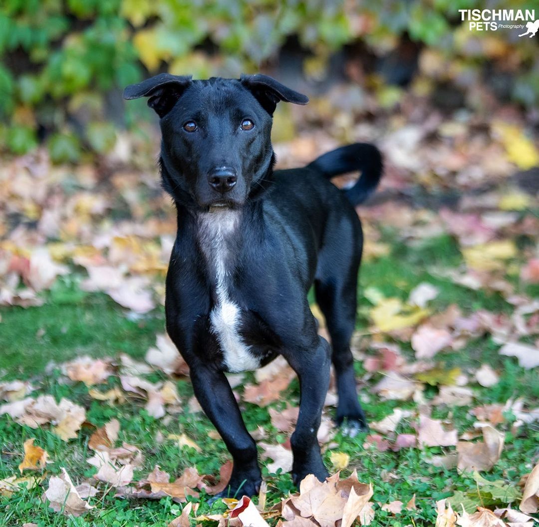 Meet Pretzel! Half as tall and twice as long, Pretzel is a curiously put together pup with a curly tail and goofy pawsonality to match his look. Originally saved by @soidogfoundation in <a target='_blank' href='https://www.instagram.com/explore/tags/thailand/'>#thailand</a> this young pup arrived stateside in July just before the dog import ban was enforced. When Pretzel and his friends became in need of rescue again, we said yes and have been welcoming them in pairs when rooms open up (one lucky girl, Pastry, already found her furever home!). In the month that we’ve had Pretzel we have learned a lot about him, he loves playing with other dogs, wrestling for hours, zooming and leaping into the air with joy. He is very food motivated and will do just about anything for a treat. He loves playing with toys, so much so that he doesn’t want other dogs near them but will let humans take them.  Pretzel is a great walker, he really loves cruising around Stamford getting compliments on his looks from everyone he meets. Pretzel is crate trained, house trained and willing to learn all you can teach him. He does like to jump (we’re working on it) so maybe no small children. He was cat tested in Thailand and passed, he showed a bit of interest then decided there were better smells to explore. Pretzel is 11 months old, ~30lbs and fully vetted. 
🐾
📸 by the amazing @tischmanpets 
🐾
Follow the link in our bio to add Pretzel or one of our other cuties to your <a target='_blank' href='https://www.instagram.com/explore/tags/family/'>#family</a>! You can also shop our merch and partners or apply to become a volunteer! 
:
:
:
<a target='_blank' href='https://www.instagram.com/explore/tags/rescued/'>#rescued</a> <a target='_blank' href='https://www.instagram.com/explore/tags/thaidog/'>#thaidog</a> <a target='_blank' href='https://www.instagram.com/explore/tags/soi/'>#soi</a> <a target='_blank' href='https://www.instagram.com/explore/tags/soidog/'>#soidog</a> <a target='_blank' href='https://www.instagram.com/explore/tags/soidogfoundation/'>#soidogfoundation</a> <a target='_blank' href='https://www.instagram.com/explore/tags/mutt/'>#mutt</a> <a target='_blank' href='https://www.instagram.com/explore/tags/muttsofinstagram/'>#muttsofinstagram</a> <a target='_blank' href='https://www.instagram.com/explore/tags/mut/'>#mut</a> <a target='_blank' href='https://www.instagram.com/explore/tags/muttlove/'>#muttlove</a> <a target='_blank' href='https://www.instagram.com/explore/tags/dachshund/'>#dachshund</a> <a target='_blank' href='https://www.instagram.com/explore/tags/thairidgeback/'>#thairidgeback</a> <a target='_blank' href='https://www.instagram.com/explore/tags/dachshundsofinstagram/'>#dachshundsofinstagram</a> <a target='_blank' href='https://www.instagram.com/explore/tags/doxie/'>#doxie</a> <a target='_blank' href='https://www.instagram.com/explore/tags/mixedbreed/'>#mixedbreed</a> <a target='_blank' href='https://www.instagram.com/explore/tags/mixed/'>#mixed</a> <a target='_blank' href='https://www.instagram.com/explore/tags/frankenweenie/'>#frankenweenie</a> <a target='_blank' href='https://www.instagram.com/explore/tags/adopt/'>#adopt</a> <a target='_blank' href='https://www.instagram.com/explore/tags/adoptdontshop/'>#adoptdontshop</a> <a target='_blank' href='https://www.instagram.com/explore/tags/adoptme/'>#adoptme</a> <a target='_blank' href='https://www.instagram.com/explore/tags/labrador/'>#labrador</a> <a target='_blank' href='https://www.instagram.com/explore/tags/bassethound/'>#bassethound</a> <a target='_blank' href='https://www.instagram.com/explore/tags/beagle/'>#beagle</a> <a target='_blank' href='https://www.instagram.com/explore/tags/retriever/'>#retriever</a> <a target='_blank' href='https://www.instagram.com/explore/tags/whatareyou/'>#whatareyou</a> <a target='_blank' href='https://www.instagram.com/explore/tags/cutie/'>#cutie</a> <a target='_blank' href='https://www.instagram.com/explore/tags/puppy/'>#puppy</a> <a target='_blank' href='https://www.instagram.com/explore/tags/puppiesofinstagram/'>#puppiesofinstagram</a> <a target='_blank' href='https://www.instagram.com/explore/tags/puppylove/'>#puppylove</a>