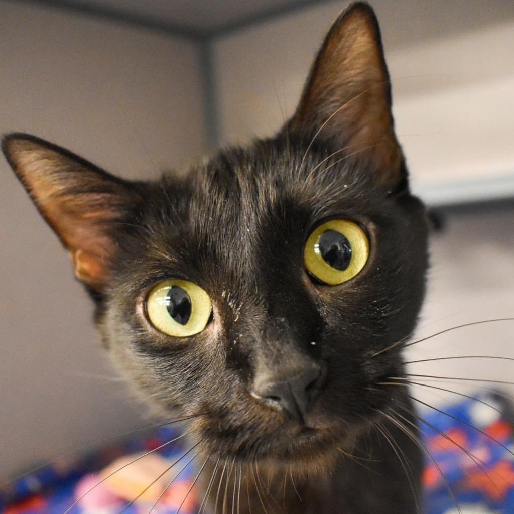 🐾 BLACK FRIDAY ADOPTION EVENT 🐾

Win an adoption fee discount when you adopt any black or mostly black pet! After you find your new best friend, try your luck at plinko to determine your discount!

VHS shelter AND @riverkittycatcafe 
All species eligible! 🐈‍⬛ 🐕‍🦺 🐰

PLUS at River Kitty Cat Cafe, take 20% off ALL apparel! Check off the cat lover on your list while supporting a great cause. 100% of River Kitty profits support VHS!

Black Friday hours:
VHS: 12:00 - 6:00 pm
@riverkittycatcafe : 10:00 am - 9:00 pm

Check out some of our eligible pets above!