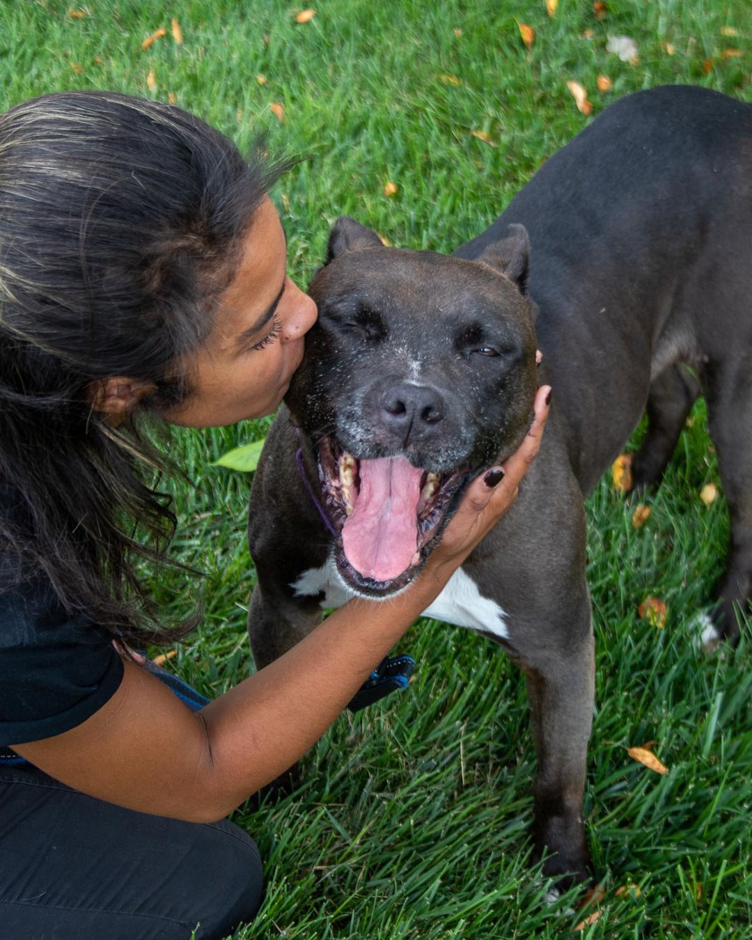 Flower is our longest shelter dog. She has been with us over 1,210 days -that’s over three years. 

She was seized during a court case and given to <a target='_blank' href='https://www.instagram.com/explore/tags/DetroitDogRescue/'>#DetroitDogRescue</a> and due to some of her fears and trauma she never found a forever home. She is the last dog left from that case where DDR endured prolonged court cases to give her a better life. 

Today, Flower is in a foster home, but she’s getting older and she’s starting to have some difficulties with her body. We recently had do an expensive ultrasound in order to change her medications. 

We know Flower isn’t ever going to get her forever home, but while she has a foster, we want to give her the best qualify life and top medical care. We’re starting a fund for her, the Flower Fund, and we hope to raise $4,000 to cover her ultrasound, medical maintenance and supplies. 

Please help us with the Flower Fund at DetroitDogRescue.com 

<a target='_blank' href='https://www.instagram.com/explore/tags/Flower/'>#Flower</a> <a target='_blank' href='https://www.instagram.com/explore/tags/Pitbull/'>#Pitbull</a> <a target='_blank' href='https://www.instagram.com/explore/tags/FlowerFund/'>#FlowerFund</a> <a target='_blank' href='https://www.instagram.com/explore/tags/FosteringSavesLives/'>#FosteringSavesLives</a> <a target='_blank' href='https://www.instagram.com/explore/tags/CourtCaseDogs/'>#CourtCaseDogs</a>