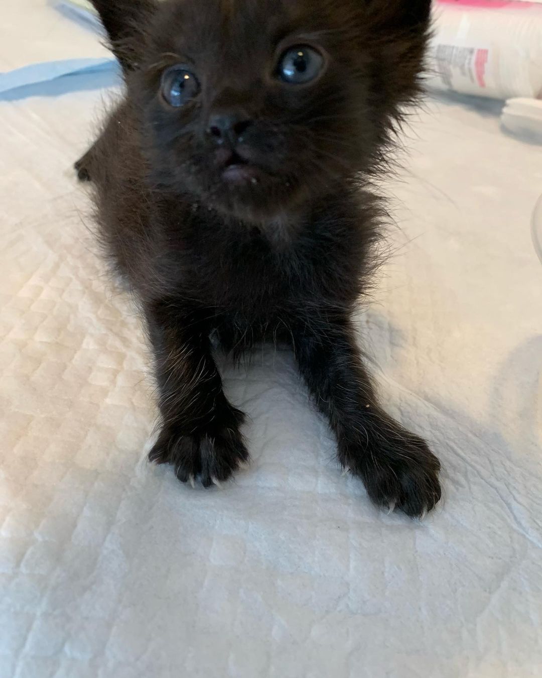 Bear 🐻is very serious about 🍼 🐈‍⬛🐾 ❤️<a target='_blank' href='https://www.instagram.com/explore/tags/pawsneedclaws/'>#pawsneedclaws</a> <a target='_blank' href='https://www.instagram.com/explore/tags/clawsout/'>#clawsout</a> <a target='_blank' href='https://www.instagram.com/explore/tags/bottlebaby/'>#bottlebaby</a> <a target='_blank' href='https://www.instagram.com/explore/tags/bottlebabykitten/'>#bottlebabykitten</a> <a target='_blank' href='https://www.instagram.com/explore/tags/bottlebabykittens/'>#bottlebabykittens</a>