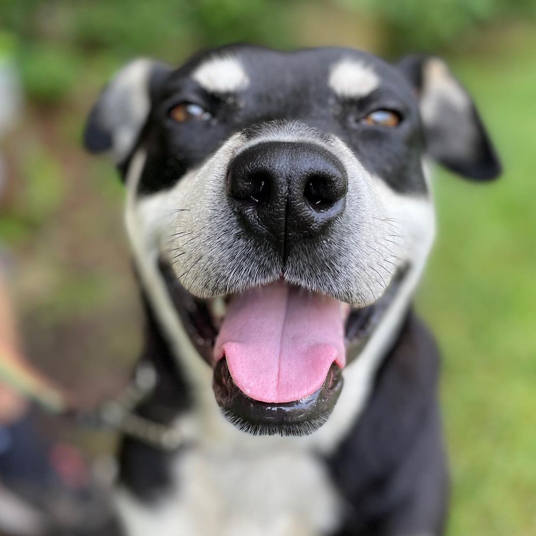 Will you be Joey’s Friend? This happy Husky-mix is such a lovable goofball who loves nothing more than palling around with his people! He walks nicely on a leash, loves treats and belly rubs and will always be there for you! 

Joey is the face of our <a target='_blank' href='https://www.instagram.com/explore/tags/givingtuesday/'>#givingtuesday</a> campaign - please share to help find this sweet boy a home for Thanksgiving 

<a target='_blank' href='https://www.instagram.com/explore/tags/mansbestfriend/'>#mansbestfriend</a> <a target='_blank' href='https://www.instagram.com/explore/tags/friends/'>#friends</a> <a target='_blank' href='https://www.instagram.com/explore/tags/joeytribbiani/'>#joeytribbiani</a> <a target='_blank' href='https://www.instagram.com/explore/tags/paljoey/'>#paljoey</a> 
<a target='_blank' href='https://www.instagram.com/explore/tags/rescuedogsofinstagram/'>#rescuedogsofinstagram</a> <a target='_blank' href='https://www.instagram.com/explore/tags/mattleblanc/'>#mattleblanc</a> @mleblanc <a target='_blank' href='https://www.instagram.com/explore/tags/animalrescueri/'>#animalrescueri</a> <a target='_blank' href='https://www.instagram.com/explore/tags/illbethereforyou/'>#illbethereforyou</a> <a target='_blank' href='https://www.instagram.com/explore/tags/howyoudoin/'>#howyoudoin</a> <a target='_blank' href='https://www.instagram.com/explore/tags/lovedog/'>#lovedog</a> <a target='_blank' href='https://www.instagram.com/explore/tags/puppylove/'>#puppylove</a> <a target='_blank' href='https://www.instagram.com/explore/tags/huskymix/'>#huskymix</a> <a target='_blank' href='https://www.instagram.com/explore/tags/huskiesofinstagram/'>#huskiesofinstagram</a> <a target='_blank' href='https://www.instagram.com/explore/tags/thanksgiving/'>#thanksgiving</a> <a target='_blank' href='https://www.instagram.com/explore/tags/thankfulfordogs/'>#thankfulfordogs</a>