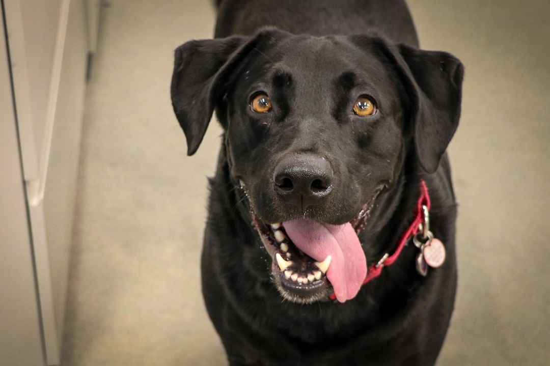 As we head into the holiday weekend, we find ourselves with more than 200 dogs in our care at the KC Campus for Animal Care, which means we are FULL. Every kennel has filled up due to a high number of pets coming to our shelter, and we are hoping to find homes for many of our pets this holiday weekend. Chai, Mojito, Reyna, and Layla Ann are all waiting to be adopted, and you can see all of our adoptable pets at the link in our bio.

Our Black Friday Adoption Special featuring 1/2 price adoptions will begin on Friday, November 26th, but if you mention the special today, you can receive the discount early!