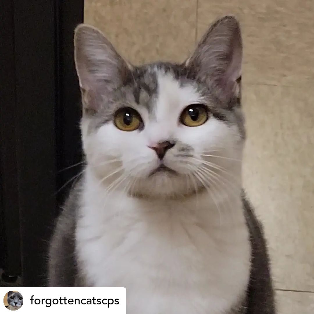 Wow!! Look at this gorgeous girl who just arrived at the Christiana PetSmart 😻💗😻💗 We’re in love with you SLINKY!!!

Apply online using link in bio or in person at Christiana Petsmart 💙<a target='_blank' href='https://www.instagram.com/explore/tags/forgottencatschristiana/'>#forgottencatschristiana</a> <a target='_blank' href='https://www.instagram.com/explore/tags/forgottencats/'>#forgottencats</a> <a target='_blank' href='https://www.instagram.com/explore/tags/catsofinstagram/'>#catsofinstagram</a>