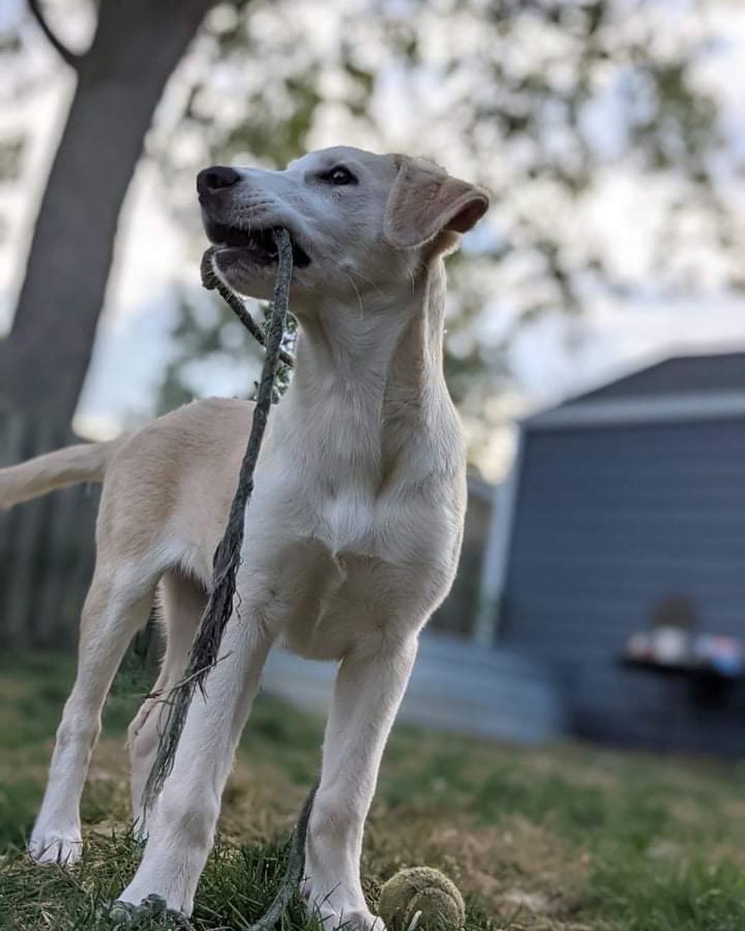 Meet Rory!
🐾Female
🐾Age: DOB: 7/18/2021
🐾Weight: 35 lbs and growing!
🐾Breed: Labrador Retriever mix
🍁
Hey there, I’m Rory! I’m a very shy girl who is looking for a loving forever home! I can be very timid when I meet new people and will need someone with experience and patience and lots of love! When I entered the rescue, my siblings and I were all sick with distemper. Unfortunately, I lost two of my siblings from that terrible disease. As a result of us all being sick, we have not had the opportunity to socialize with other humans as often as we would like. Distemper is a highly contagious virus which could potentially have long term effects for any survivors which could include involuntary tics, twitches or muscle spasms to lack of balance and/or coordination. Survivors also can live long, happy and healthy lives and I like to think I am one of the lucky ones!
☀️
I am picking up on basic commands such as house training and crate training and I am still working on my leash training skills. I will require a fenced in yard in my forever home along with a furry buddy who is willing to play and have a good time with me! I think having a furry sibling will not only help me come out of my shell quicker but will also help me build my confidence! Although I do well in my crate at night time, I have been known to cry for a bit of time when my foster family leaves for errands. For that reason, I would not do well in an apartment style setting; I would hate to disturb any neighbors! I have lots of energy to burn! 
🎾
Some of my favorite activities include playing tug-o-war with rope toys, chasing tennis balls around the fenced in yard, playing chase with my furry friends and so much more! After a good bit of play time, I will snuggle up on the couch next to you or in my comfy bed for a nap. I am sure I would make for a good hiking buddy!
❤️
If you are interested in meeting Rory, apply to adopt her at www.causeforcanines.org
Must have a flexible schedule to accommodate a puppy’s needs.
Adoption fee: $350
Must be an Ohio resident & 23 or older.
Children must be 5 or older.
No apartments.
Fenced yard required.