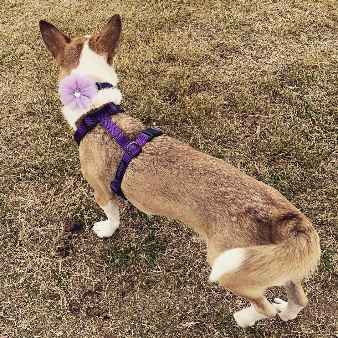 Butterfly got a new collar and harness 💜 You can read about this precious little girl at the link in our bio. Message us if you’re interested in meeting her. <a target='_blank' href='https://www.instagram.com/explore/tags/lubbock/'>#lubbock</a> <a target='_blank' href='https://www.instagram.com/explore/tags/dogsoflubbock/'>#dogsoflubbock</a> <a target='_blank' href='https://www.instagram.com/explore/tags/redraiders/'>#redraiders</a> <a target='_blank' href='https://www.instagram.com/explore/tags/ttu/'>#ttu</a> <a target='_blank' href='https://www.instagram.com/explore/tags/texastech/'>#texastech</a> <a target='_blank' href='https://www.instagram.com/explore/tags/westtexasdogs/'>#westtexasdogs</a>