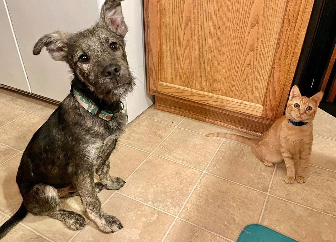 Serendipity was in play when these two cuties ended up in foster together! They just love each other! Have you always dreamed of that perfect cat and dog duo?  This could be your chance to bring that kind of love into your home ❤️
OATES (kitten, 4 months old) and HONEY MAID ( puppy, 5 months old) are looking for their forever homes. They can be adopted separately but certainly together too! 

Check out their bios @ www.jrspupsnstuff.org and request to meet OATES & HONEY MAID today!  DS 270089 <a target='_blank' href='https://www.instagram.com/explore/tags/Jrsdogsofinstagram/'>#Jrsdogsofinstagram</a> <a target='_blank' href='https://www.instagram.com/explore/tags/rescuedogsofinstagram/'>#rescuedogsofinstagram</a> <a target='_blank' href='https://www.instagram.com/explore/tags/jrscatsofinstagram/'>#jrscatsofinstagram</a> <a target='_blank' href='https://www.instagram.com/explore/tags/rescuecatsofinstagram/'>#rescuecatsofinstagram</a> <a target='_blank' href='https://www.instagram.com/explore/tags/jrspupsnstuff/'>#jrspupsnstuff</a> <a target='_blank' href='https://www.instagram.com/explore/tags/rescue/'>#rescue</a> <a target='_blank' href='https://www.instagram.com/explore/tags/foster/'>#foster</a> <a target='_blank' href='https://www.instagram.com/explore/tags/adopt/'>#adopt</a> <a target='_blank' href='https://www.instagram.com/explore/tags/rescuedog/'>#rescuedog</a> <a target='_blank' href='https://www.instagram.com/explore/tags/rescuecat/'>#rescuecat</a> <a target='_blank' href='https://www.instagram.com/explore/tags/fosteringsaveslives/'>#fosteringsaveslives</a> <a target='_blank' href='https://www.instagram.com/explore/tags/fosterdog/'>#fosterdog</a> <a target='_blank' href='https://www.instagram.com/explore/tags/fostercat/'>#fostercat</a> <a target='_blank' href='https://www.instagram.com/explore/tags/adoptdontshop/'>#adoptdontshop</a>
