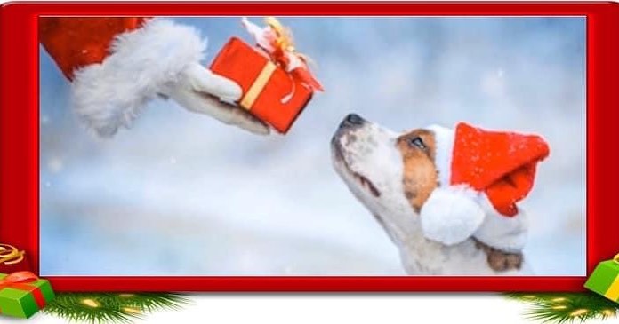 Santa Paws will be making his special appearance at @sosretailri on Saturday, December 4th from 3-5 pm. All well-behaved pets are invited to have their photo taken with Santa Paws. Pet owners are asked to bring small animals in carriers for their safety and to keep dogs leashed. Dogs must be up to date on rabies vaccine. Their human friends are welcome to join the portrait sitting.

*Walk-ins are also welcome, but we do recommend pre-booking to reserve a specific time for you and your pet(s). Walk-in photos will be taken based on availability of time. Link in bio.