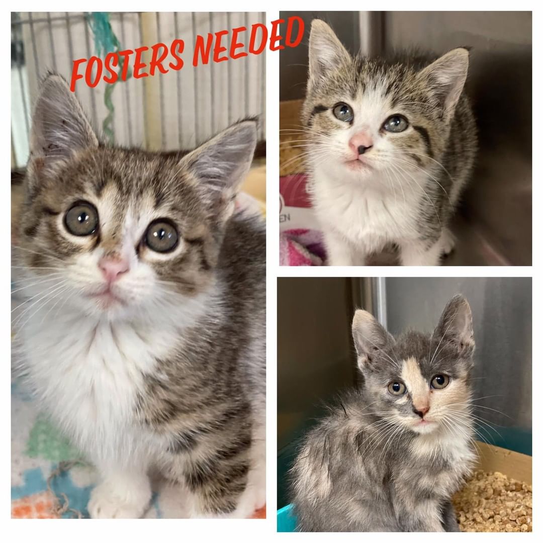 These three individual kittens need two week fosters in order to make weight for spay/neuter. Please come by the SPCA before 3:00 today to foster one of these sweet kittens.