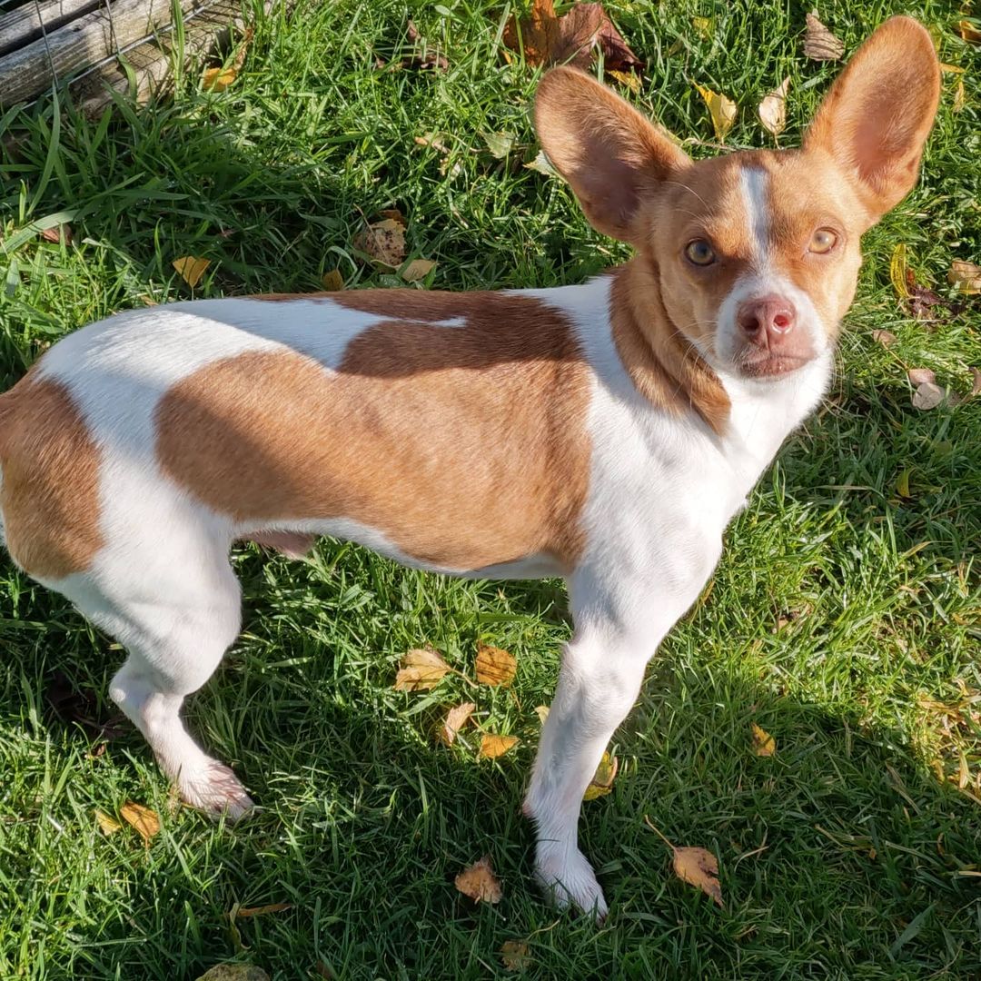 This little guy hit the jackpot! After almost two months of waiting Cooper found a pawsome family here in Bellingham. He's going to be a very spoiled boy! Promise it was worth the wait buddy♥
.
<a target='_blank' href='https://www.instagram.com/explore/tags/patience/'>#patience</a> <a target='_blank' href='https://www.instagram.com/explore/tags/success/'>#success</a> <a target='_blank' href='https://www.instagram.com/explore/tags/foreverhome/'>#foreverhome</a> <a target='_blank' href='https://www.instagram.com/explore/tags/happytails/'>#happytails</a> <a target='_blank' href='https://www.instagram.com/explore/tags/gotchaday/'>#gotchaday</a> <a target='_blank' href='https://www.instagram.com/explore/tags/littleguy/'>#littleguy</a> <a target='_blank' href='https://www.instagram.com/explore/tags/shyguy/'>#shyguy</a> <a target='_blank' href='https://www.instagram.com/explore/tags/adoptionisthebestoption/'>#adoptionisthebestoption</a> <a target='_blank' href='https://www.instagram.com/explore/tags/rescuedogsofinstagram/'>#rescuedogsofinstagram</a> <a target='_blank' href='https://www.instagram.com/explore/tags/celebrate/'>#celebrate</a> <a target='_blank' href='https://www.instagram.com/explore/tags/lifeisgood/'>#lifeisgood</a>