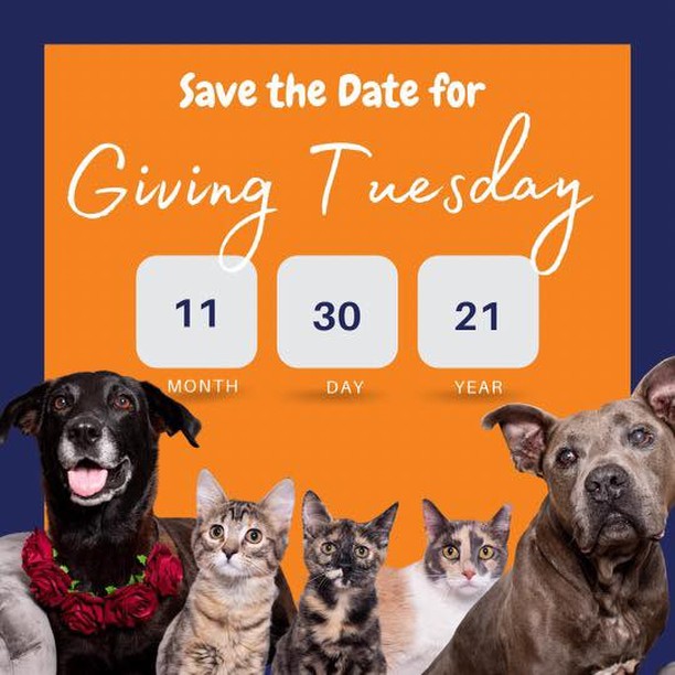 It’s time to mark your calendars because we are 1️⃣ week from <a target='_blank' href='https://www.instagram.com/explore/tags/GivingTuesday/'>#GivingTuesday</a>

We’ve got a a BIG BIG goal this year because we have BIG BIG plans for AJL! 🤩🤩🤩 (We’ll tell you about that soon… 😏)

In the meantime, please think about how you can help. 🤔
Can you:
•Donate? 
•Share our FB or IG fundraisers with your social media network? 
•Create your own fundraiser to benefit AJL? 
•Check with your employer to see if your company matches donations? 

It takes a village, and the AJL village is the best! We know that you’re going to be here for us 💪❤️

<a target='_blank' href='https://www.instagram.com/explore/tags/togetherwecan/'>#togetherwecan</a> <a target='_blank' href='https://www.instagram.com/explore/tags/biggoals/'>#biggoals</a> <a target='_blank' href='https://www.instagram.com/explore/tags/ajltotherescue/'>#ajltotherescue</a> <a target='_blank' href='https://www.instagram.com/explore/tags/thisisrescue/'>#thisisrescue</a> <a target='_blank' href='https://www.instagram.com/explore/tags/nonprofitlife/'>#nonprofitlife</a> <a target='_blank' href='https://www.instagram.com/explore/tags/makeanimpact/'>#makeanimpact</a> <a target='_blank' href='https://www.instagram.com/explore/tags/teamworkmakesthedreamwork/'>#teamworkmakesthedreamwork</a>